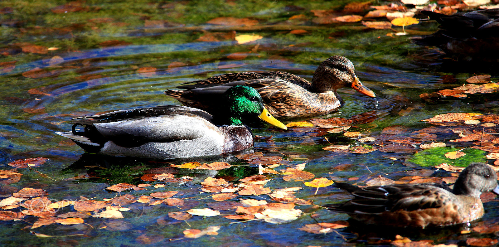Canon 150-500mm sample photo. () photography
