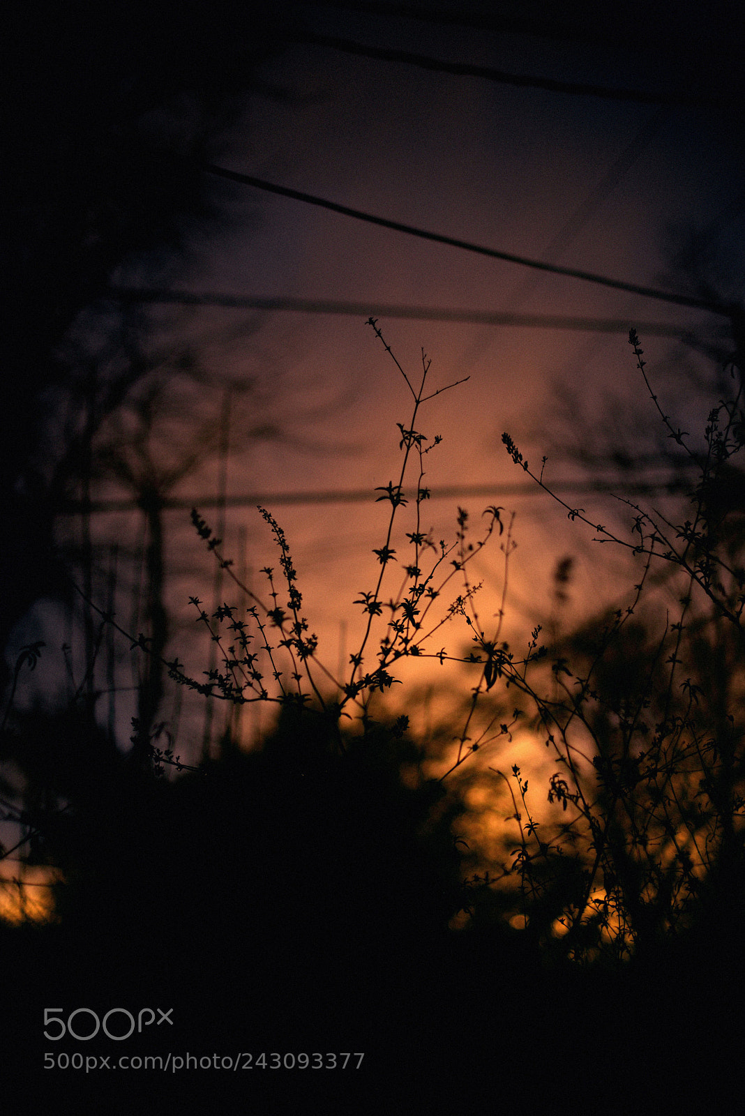 Nikon D600 sample photo. Winter sunset photography