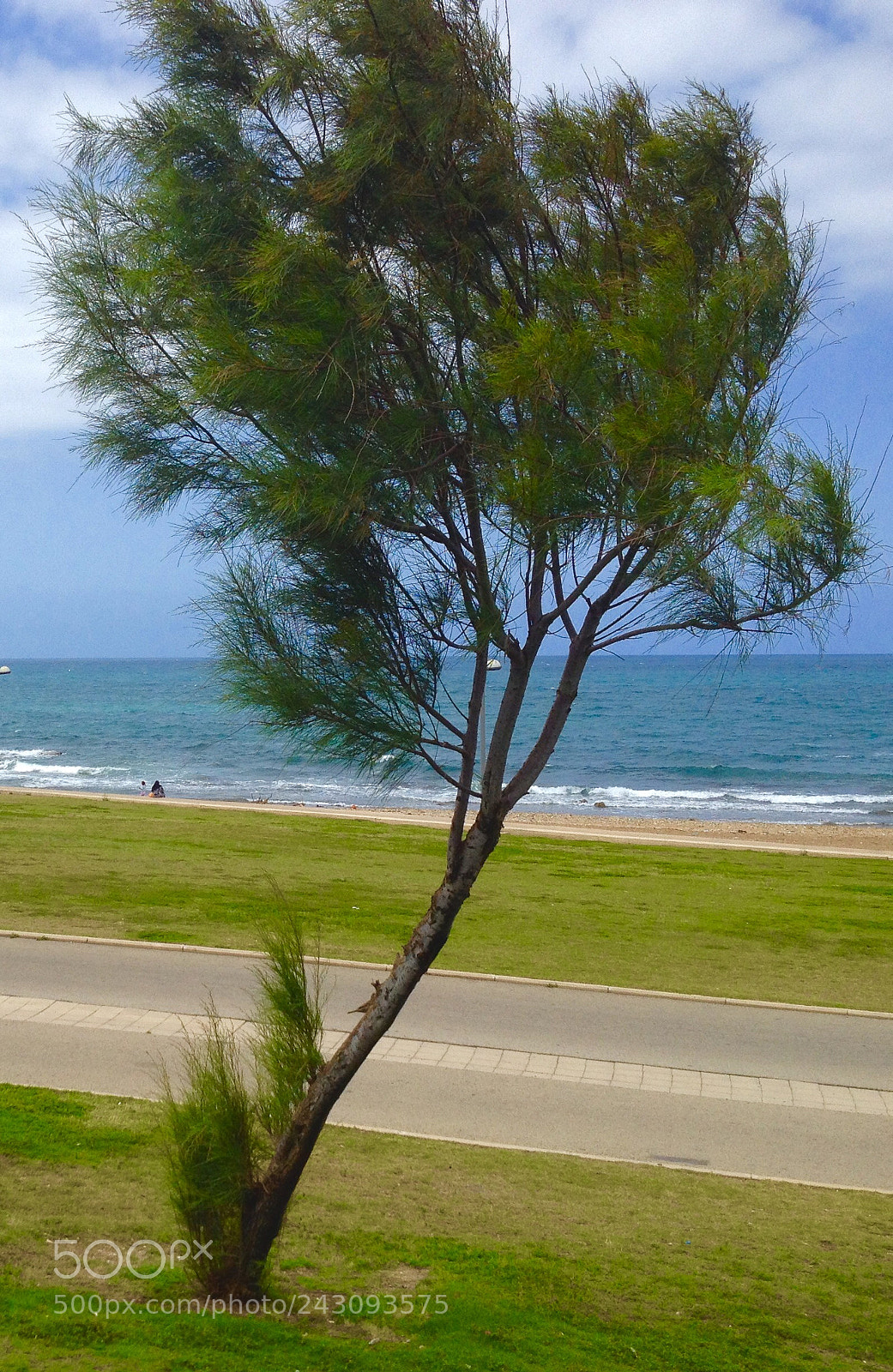 Apple iPhone 4S sample photo. Sea shoe tree photography
