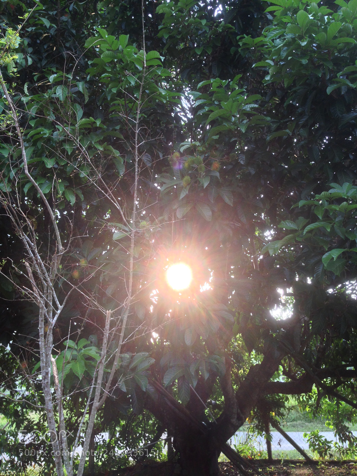 Apple iPhone 5 sample photo. Sunlight photography