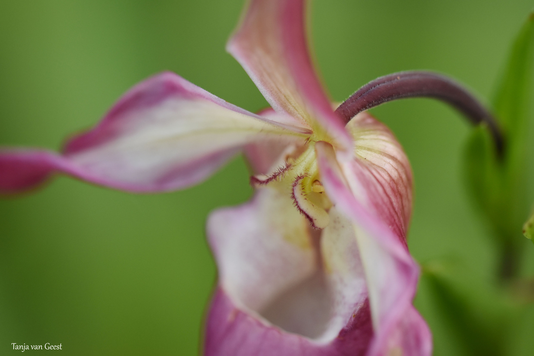 Nikon D5500 + Sigma 105mm F2.8 EX DG OS HSM sample photo. Orchid photography