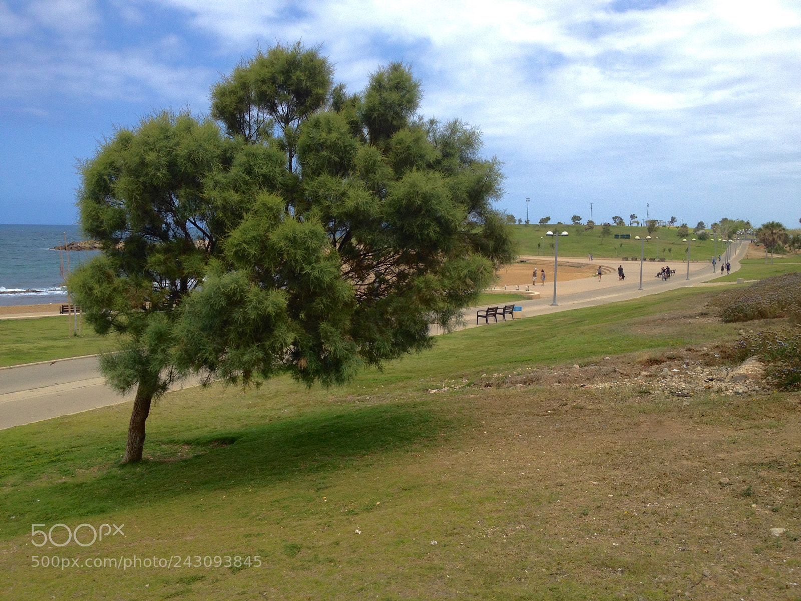 Apple iPhone 4S sample photo. Sea shoe tree 2 photography
