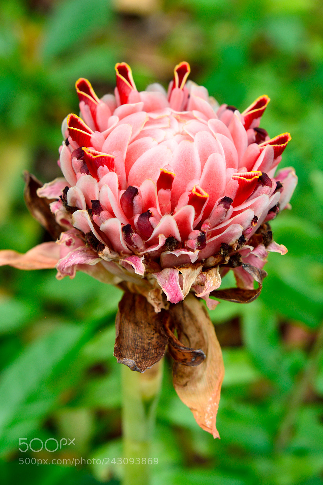 Nikon D7100 sample photo. Flower of torch ginger photography