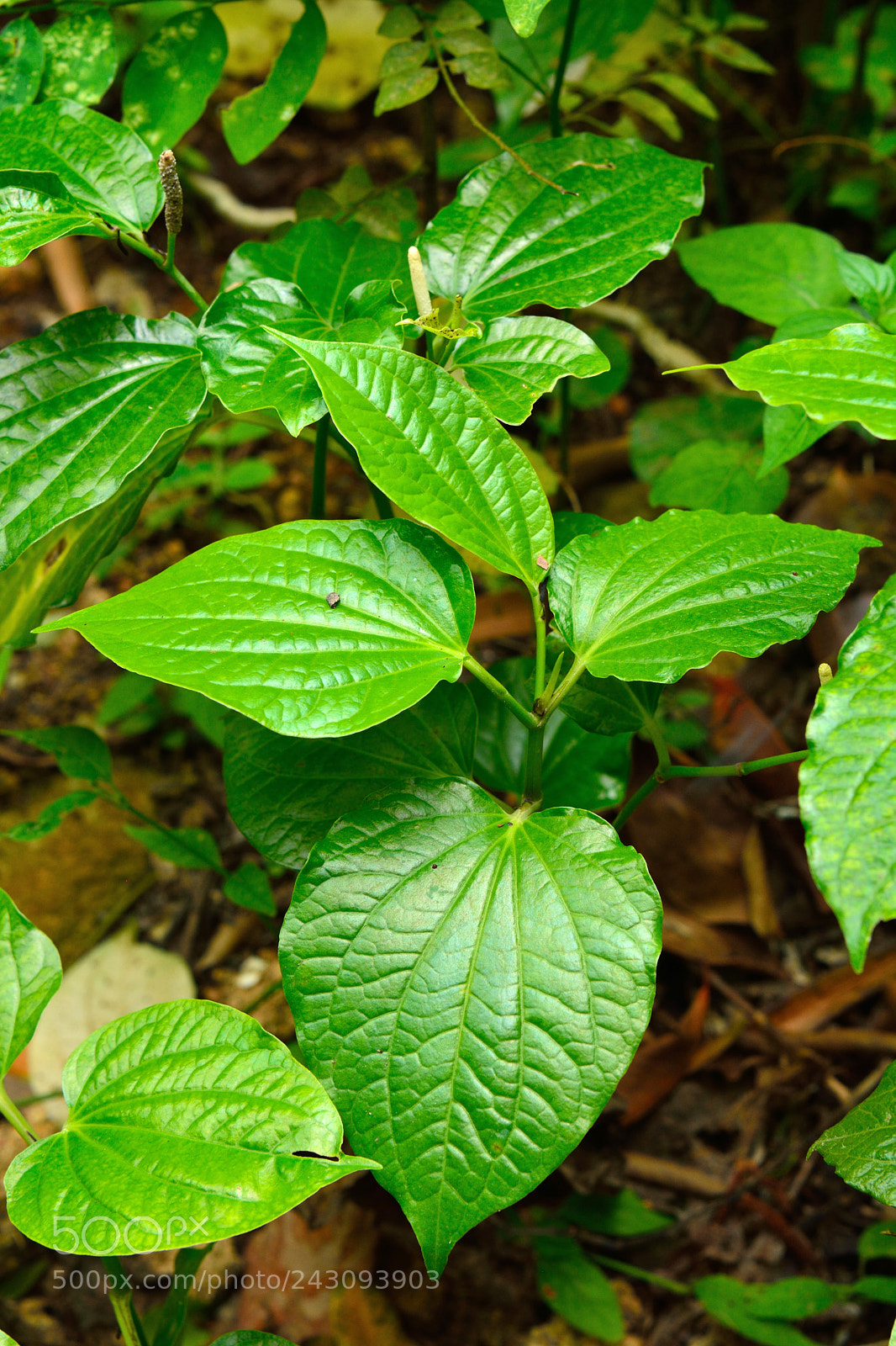 Nikon D7100 sample photo. Curry bush murraya koenigii photography