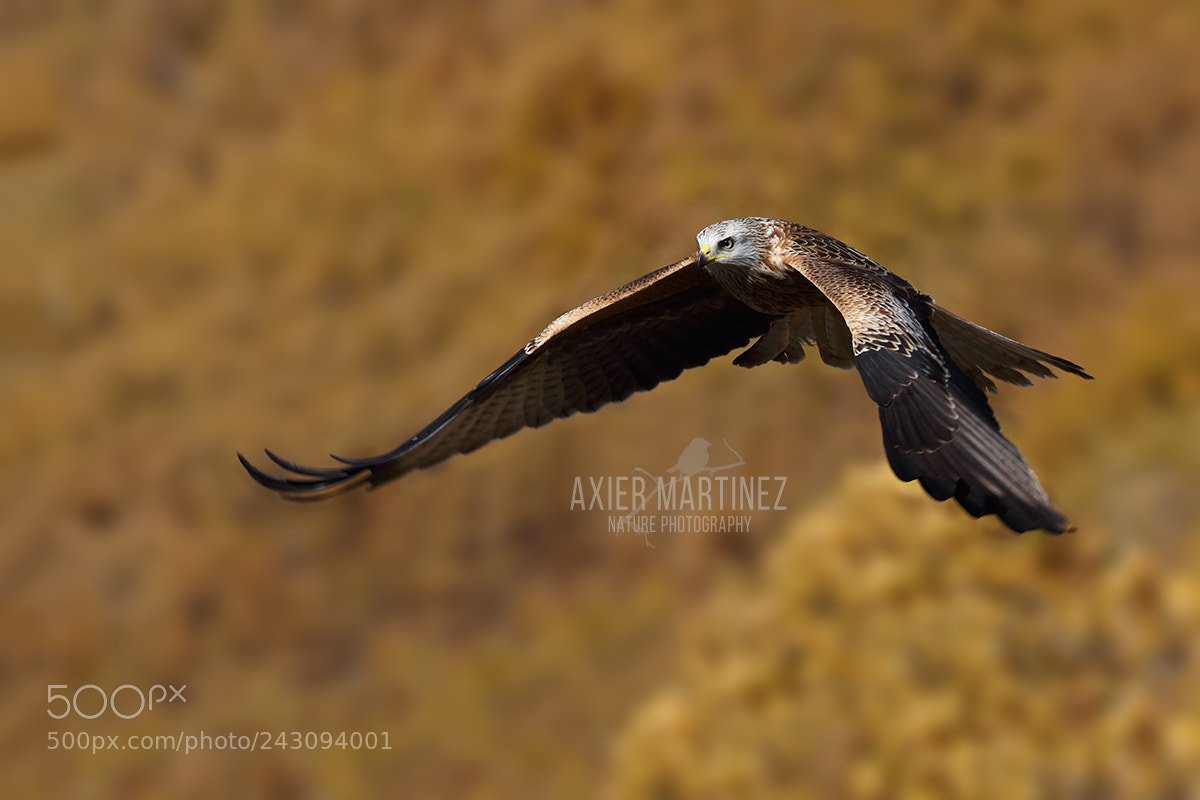 Canon EOS 70D sample photo. Milano real (red kite) photography