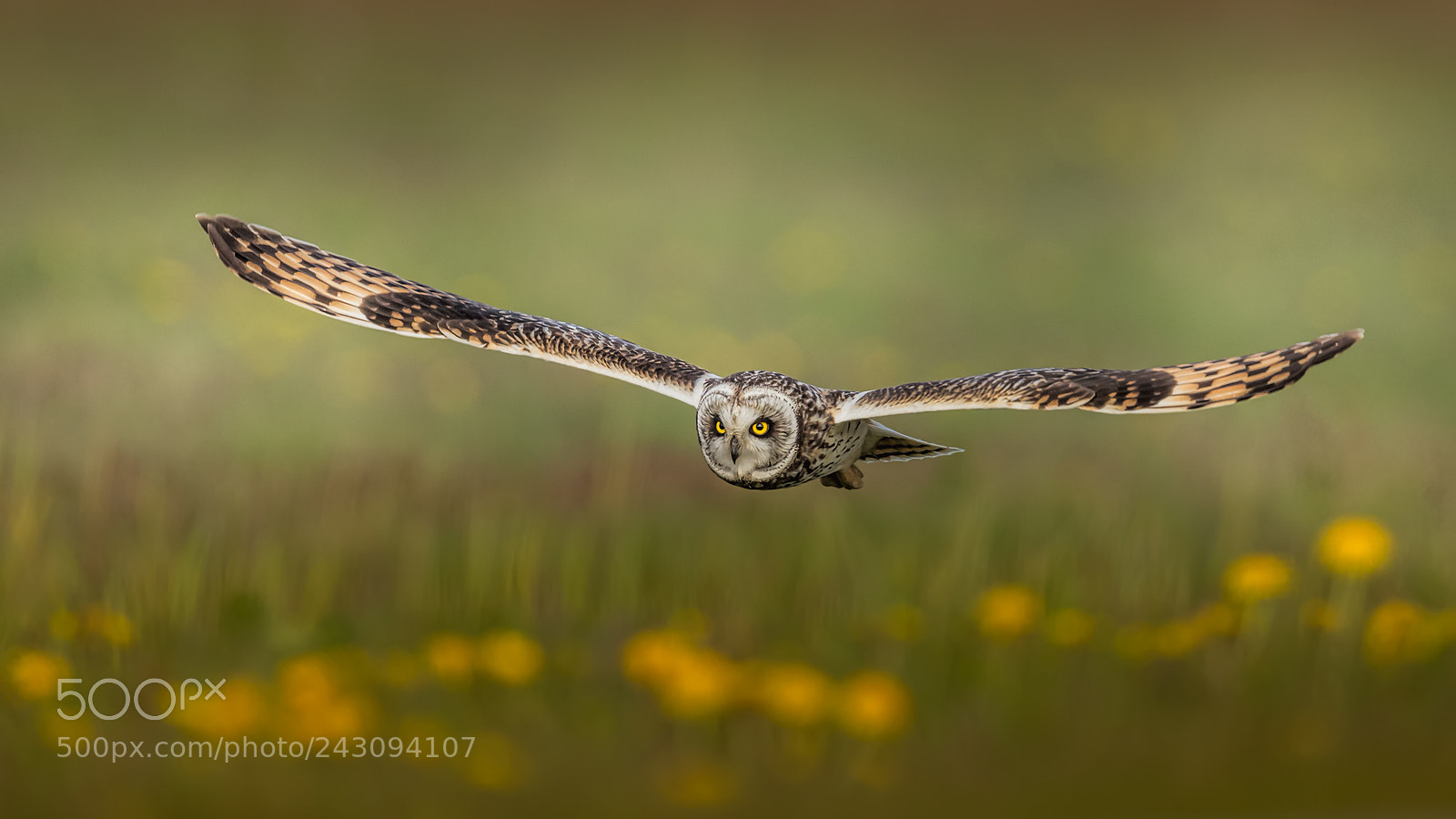 Canon EOS-1D X sample photo. Short-eared owl photography