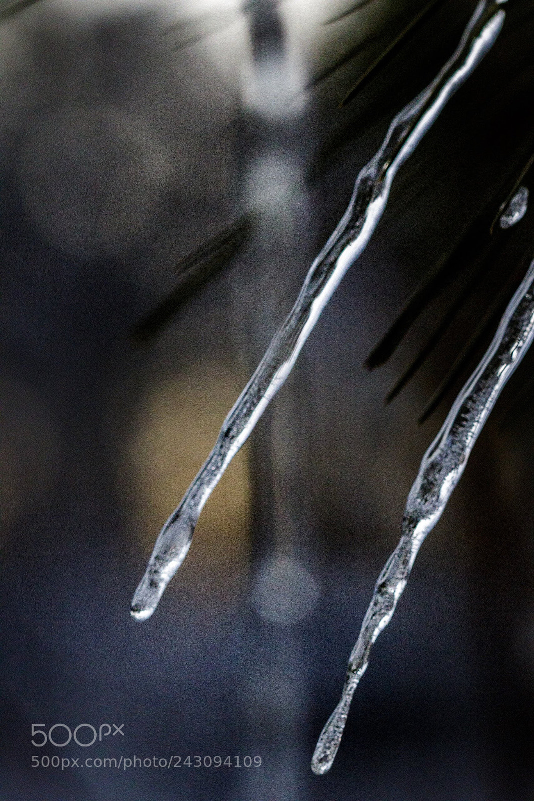 Canon EOS 7D Mark II sample photo. Macro icicles with a photography