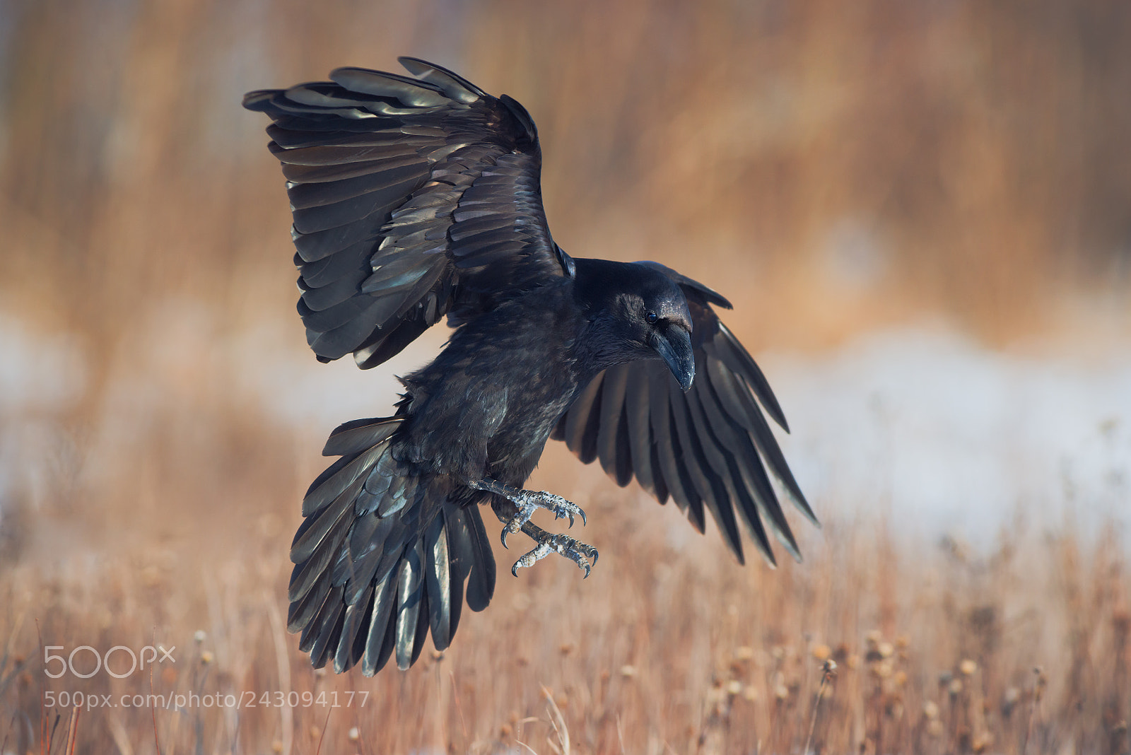 Nikon D800 sample photo. Common raven in flight photography