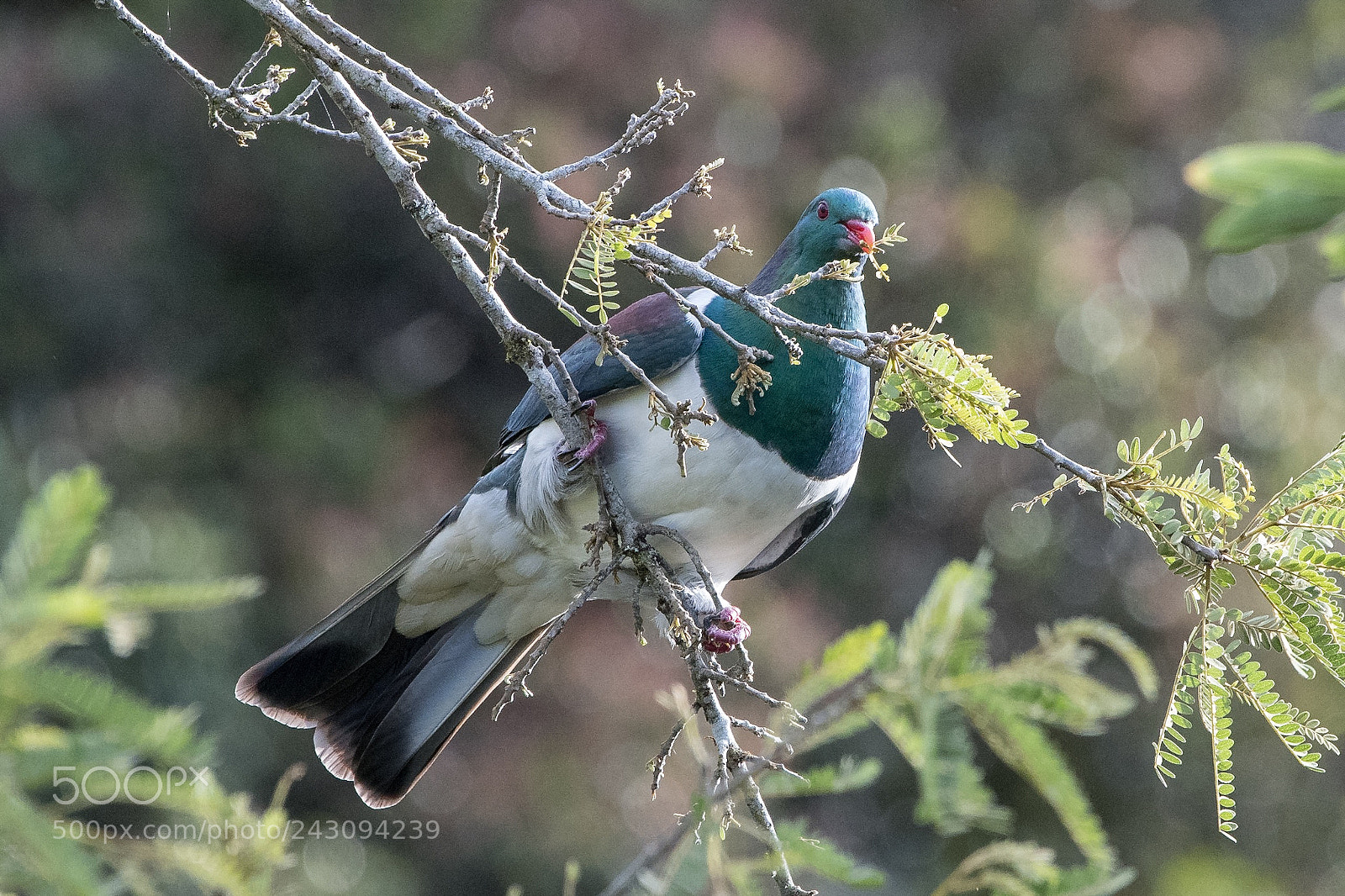 Nikon D500 sample photo. Kereru / nz wood pigeon photography