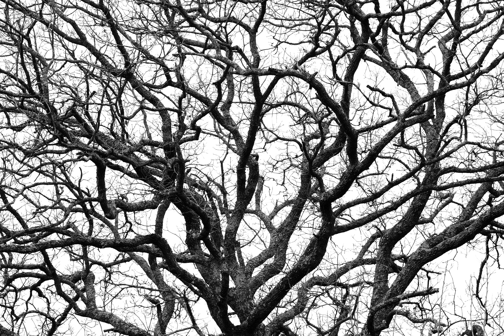 Canon EOS 600D (Rebel EOS T3i / EOS Kiss X5) + Canon EF 70-200mm F4L IS USM sample photo. Bare tree photography