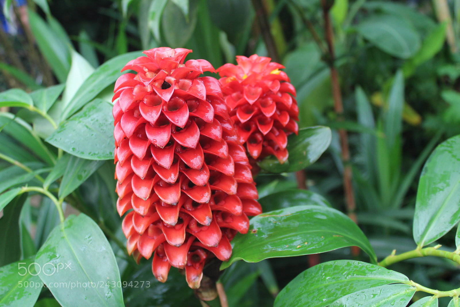 Canon EF-S 18-55mm F3.5-5.6 III sample photo. Red flower photography