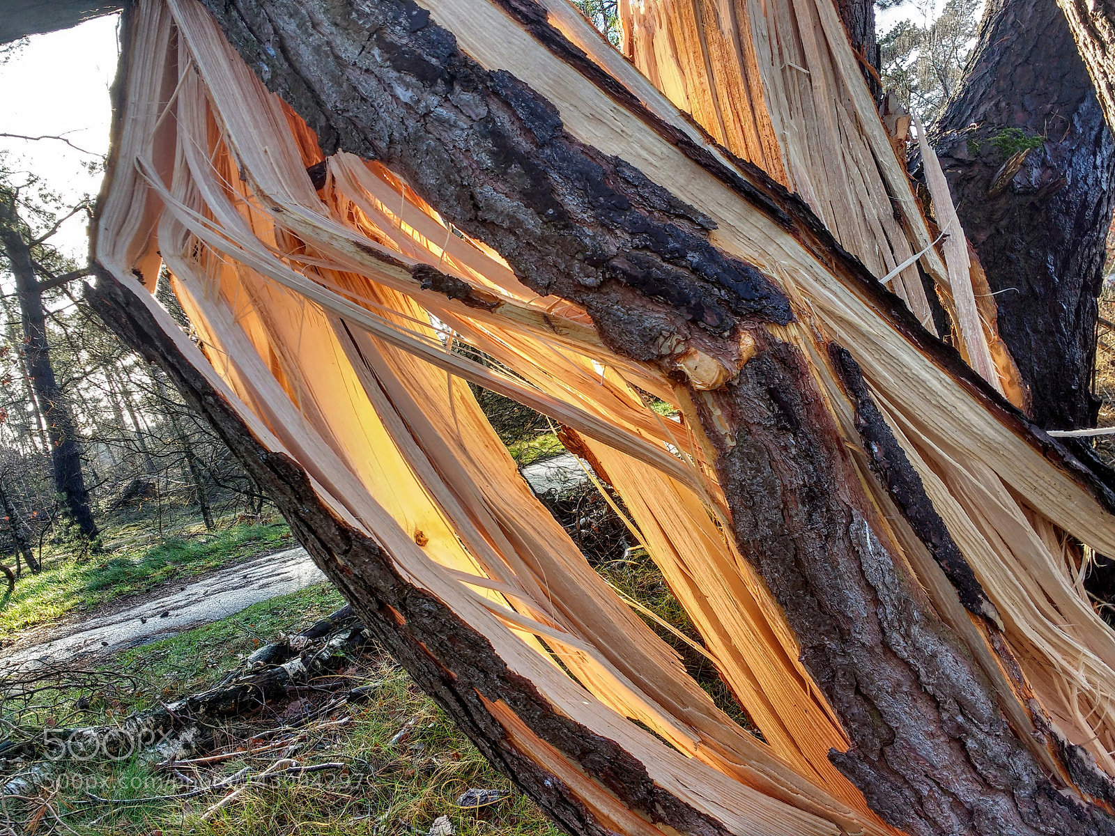 Motorola MotoG3 sample photo. Fallen tree photography
