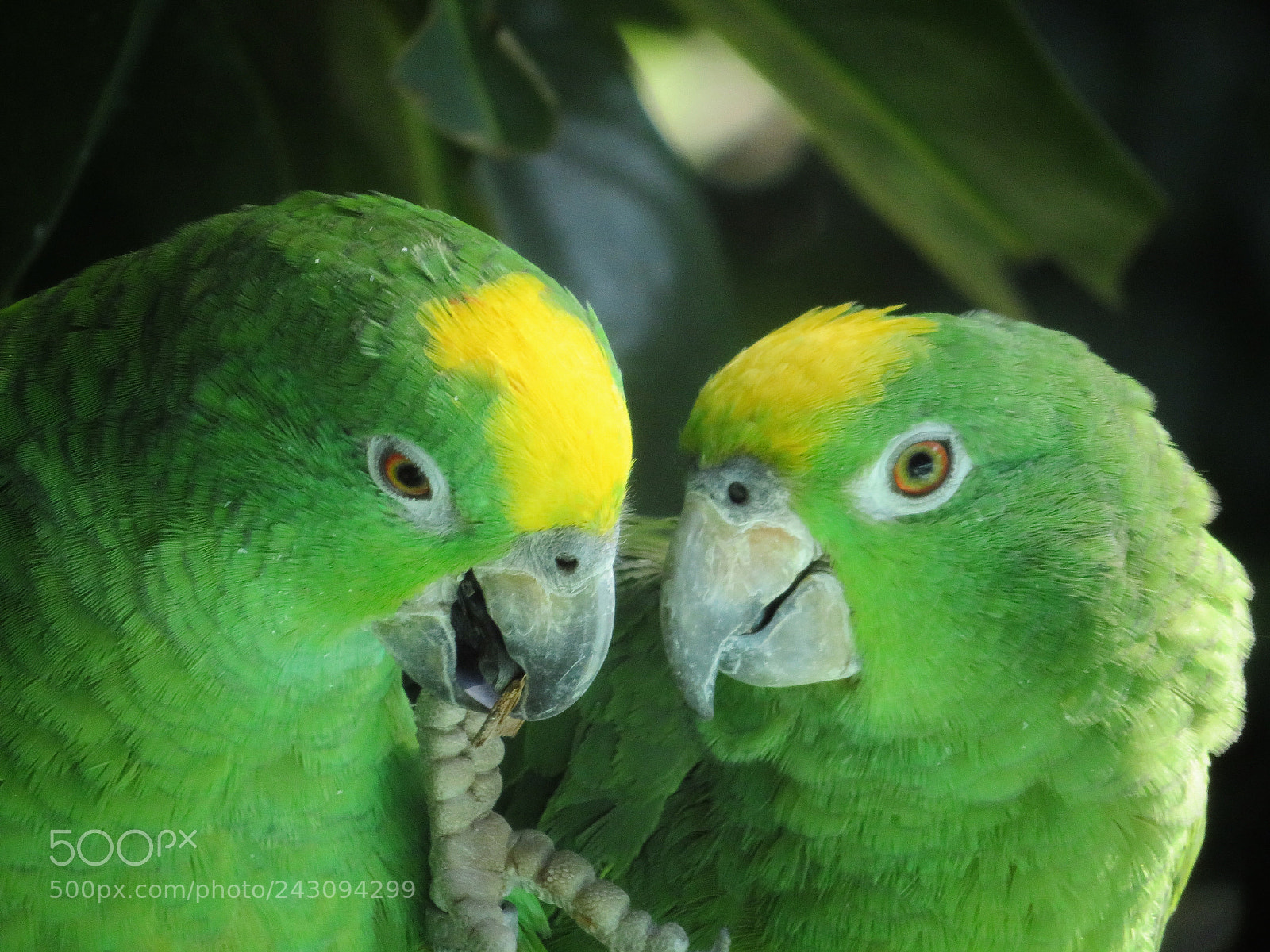 Canon PowerShot SX720 HS sample photo. Yellow-crowned amazon parrots photography