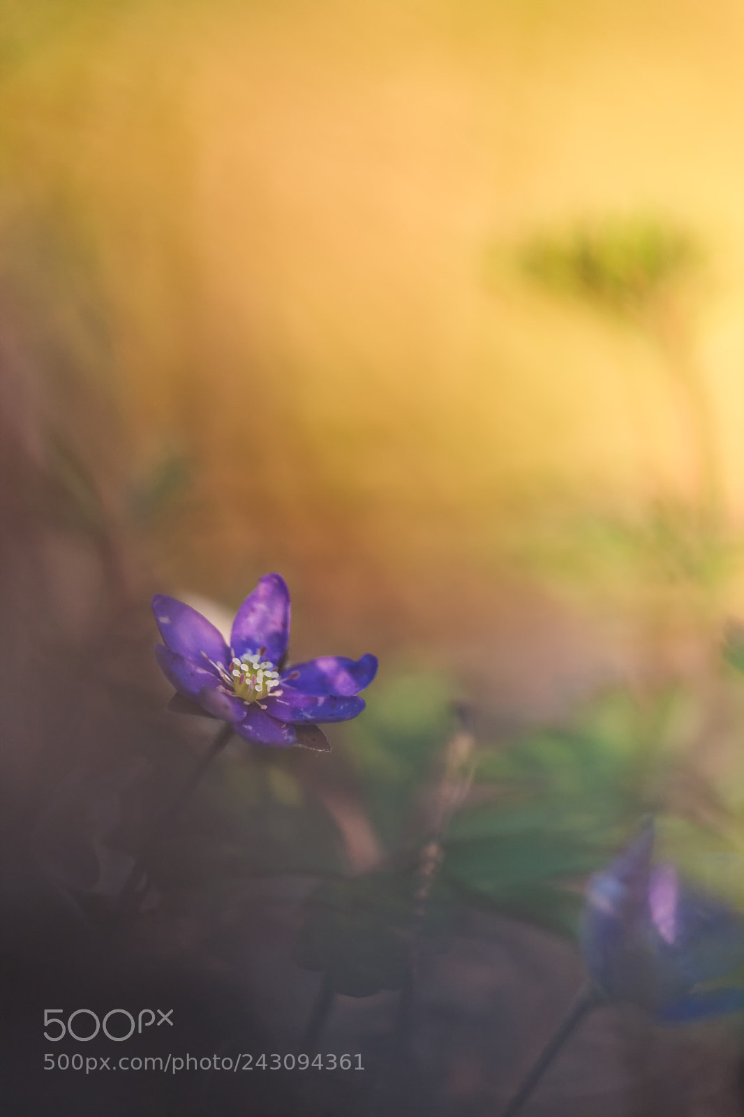 Canon EOS-1Ds Mark III sample photo. Evening colors photography