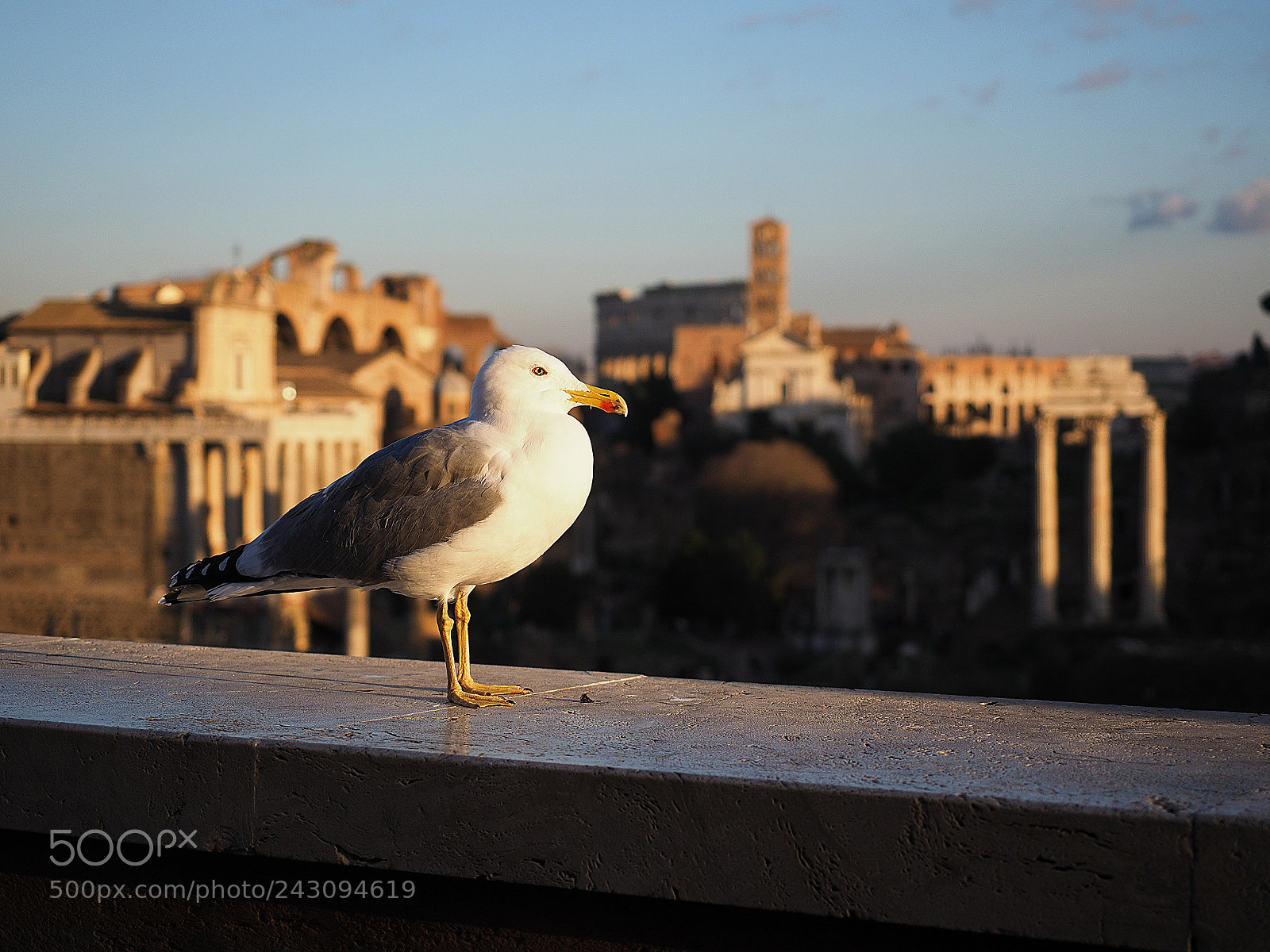 Olympus OM-D E-M1 Mark II sample photo. Fauna romana photography