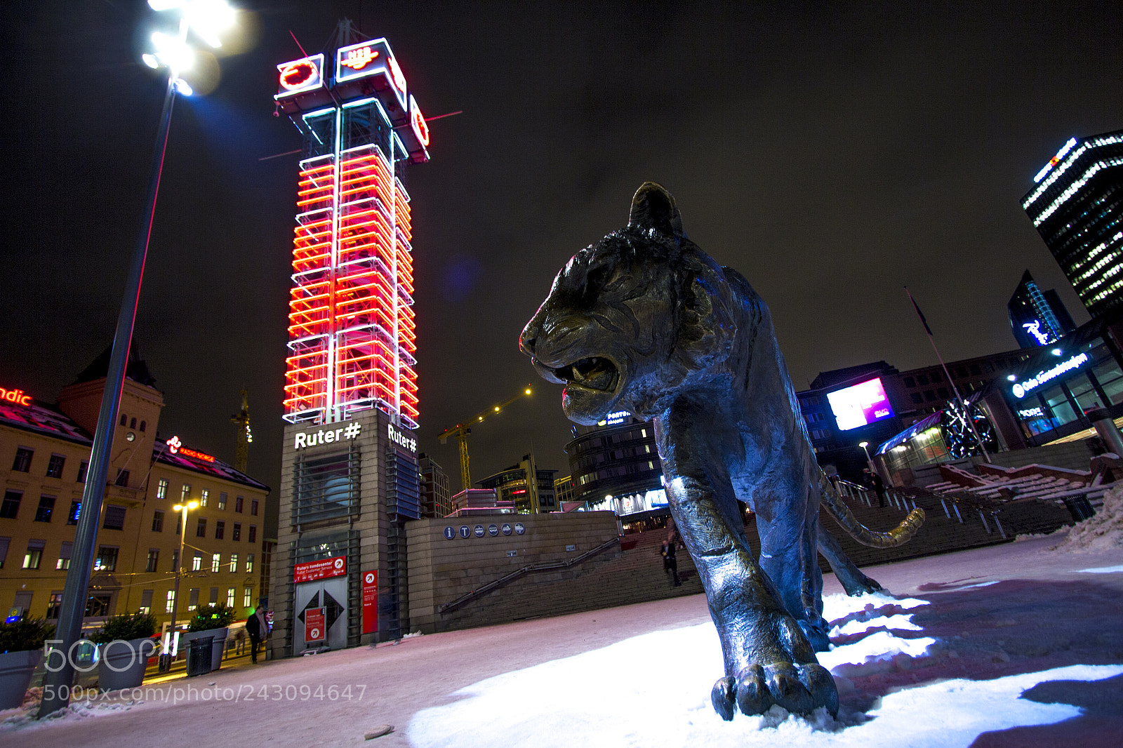 Canon EOS 60D sample photo. Oslo tiger photography