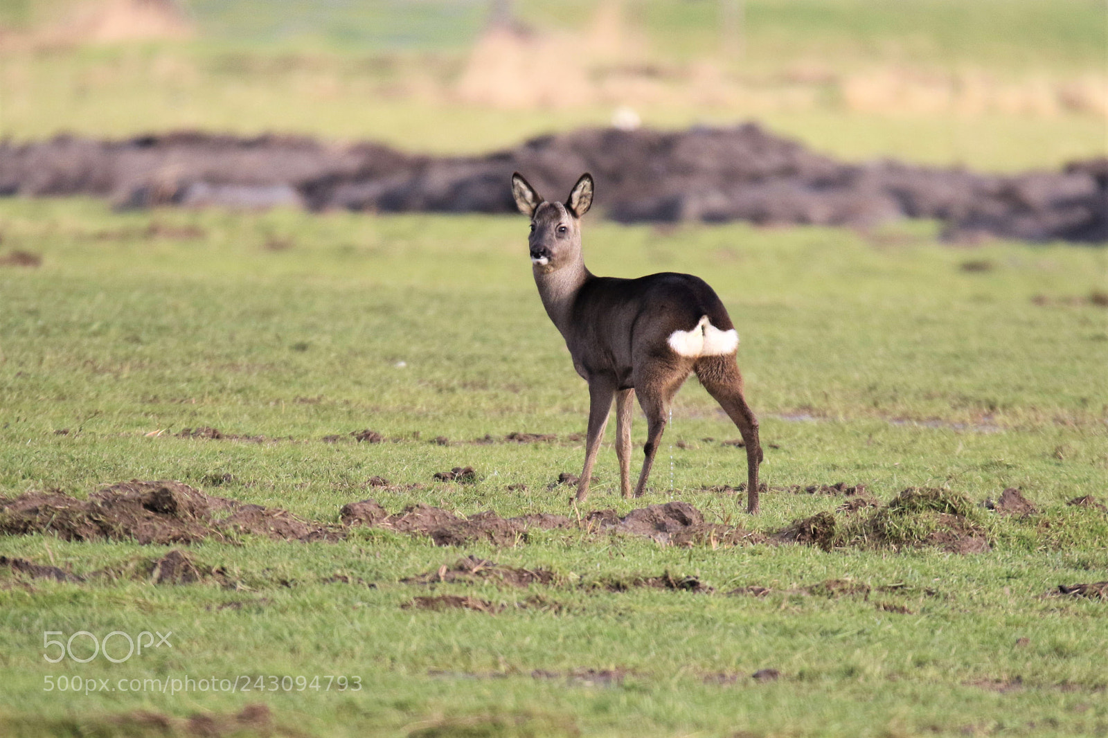 Canon EOS 7D Mark II sample photo. Deer seem less scared photography