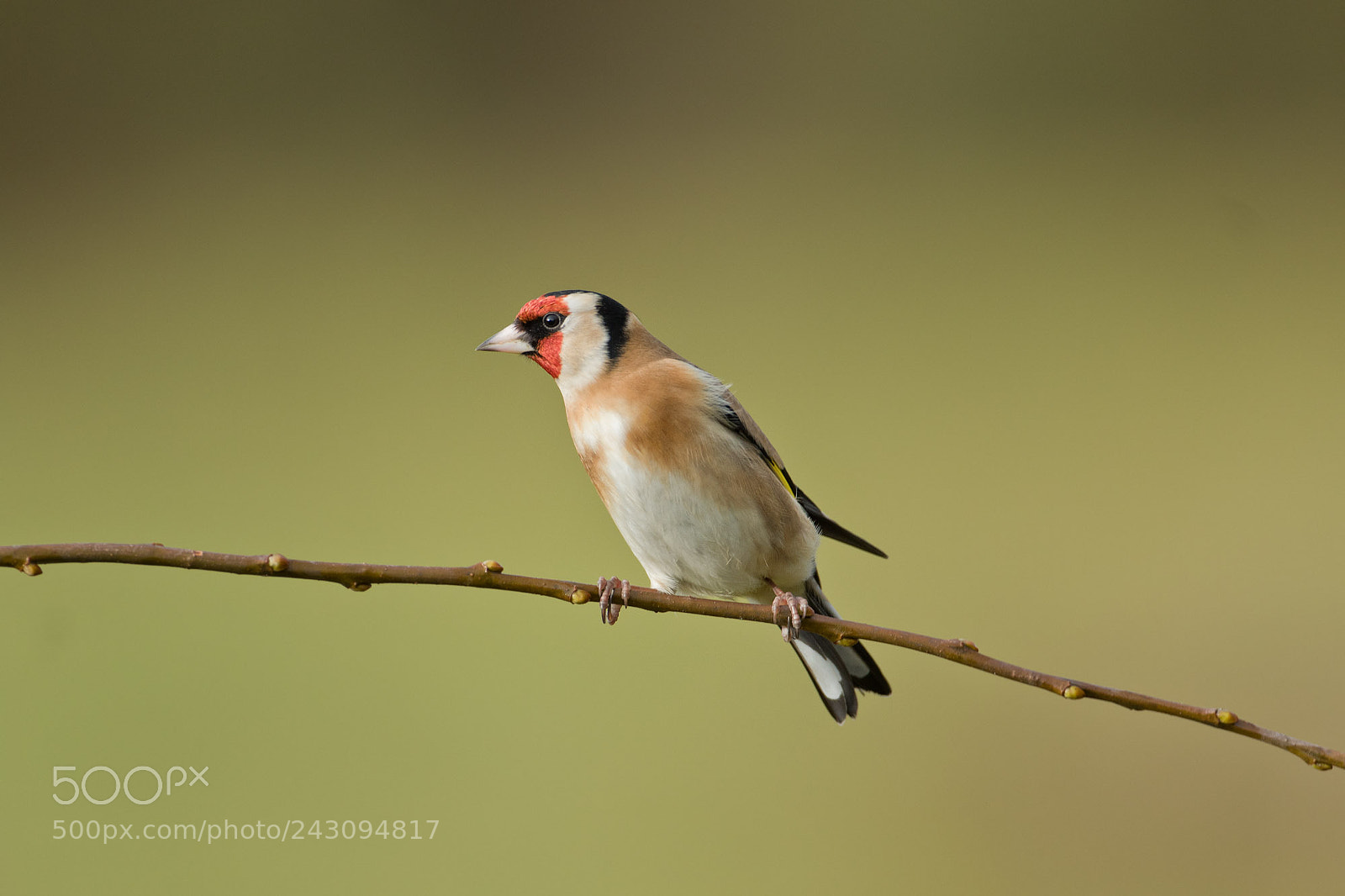 Canon EOS 7D Mark II sample photo. Goldfinch photography