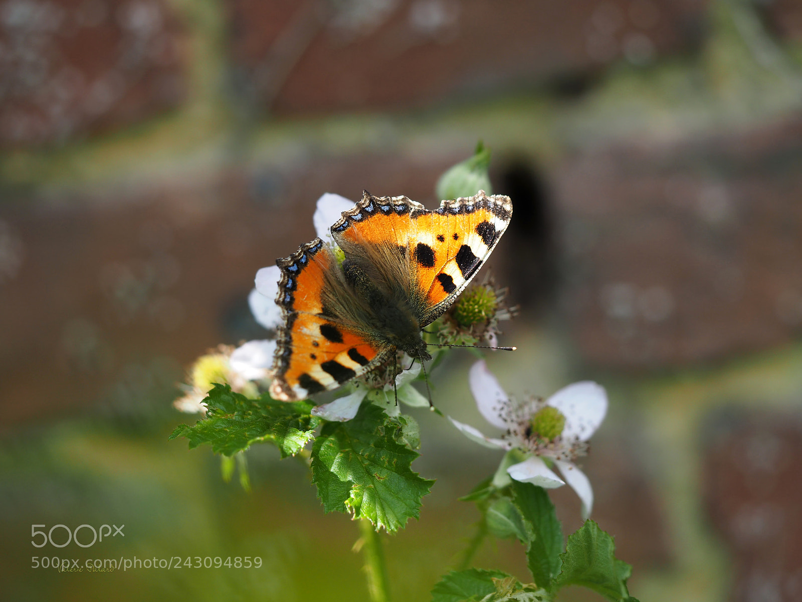 Olympus OM-D E-M5 II sample photo. Petite tortue photography