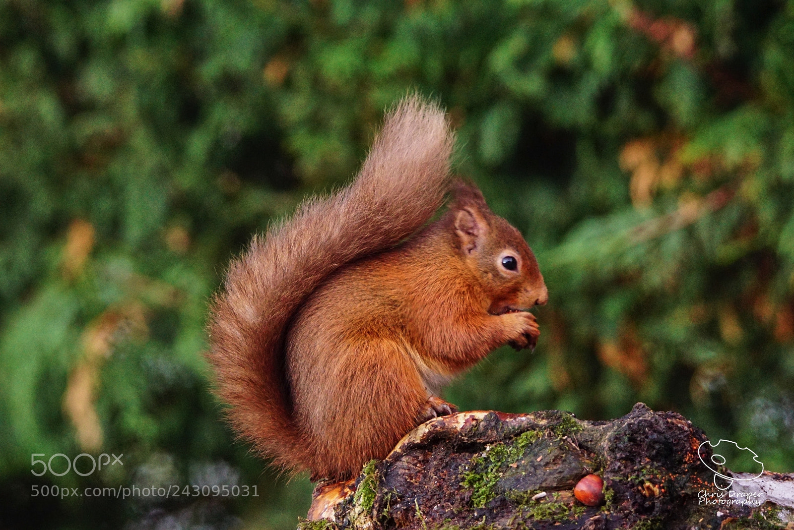Sony ILCA-77M2 sample photo. Red squirrel photography