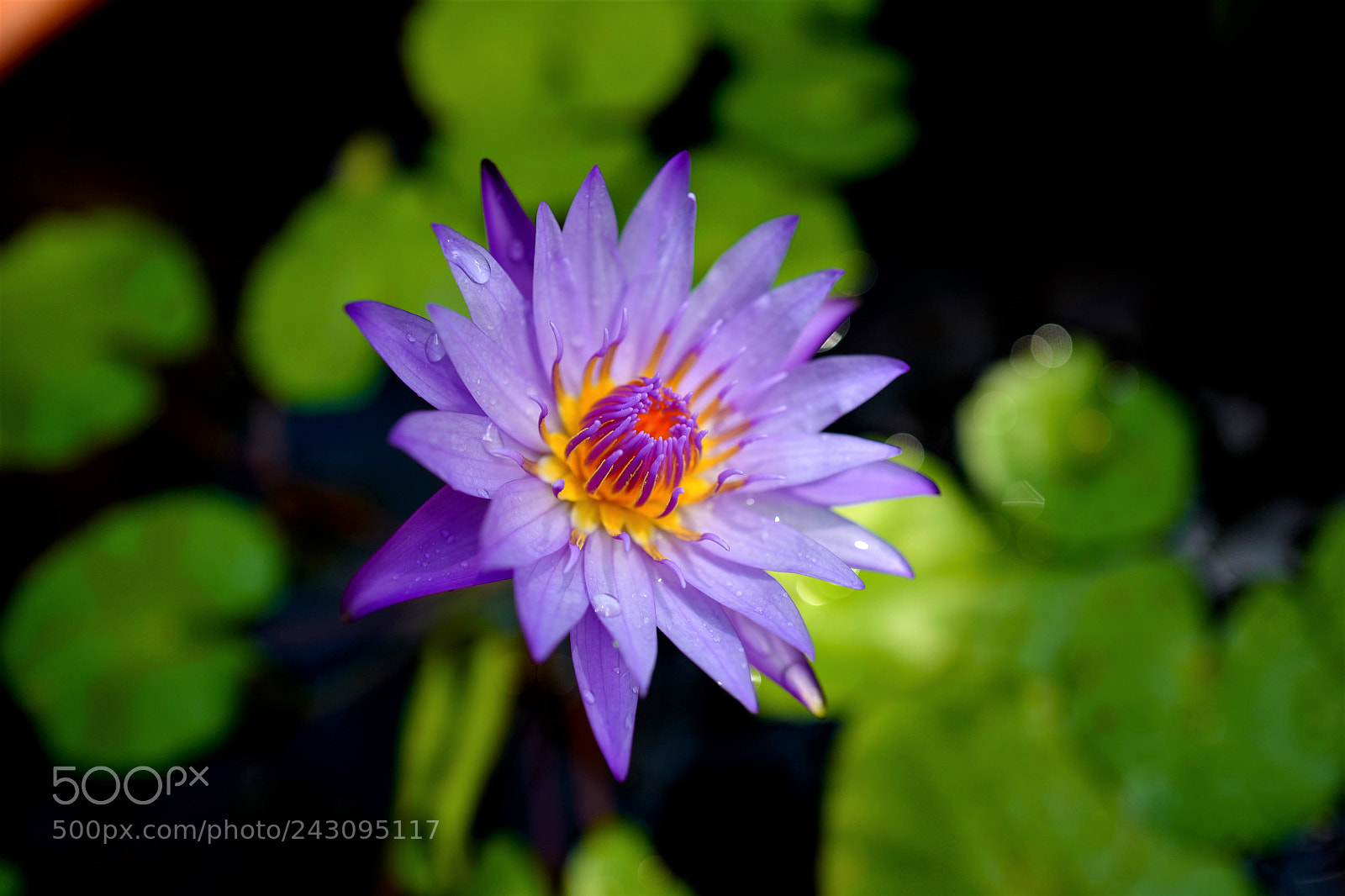 Leica Q (Typ 116) sample photo. Mauve lotus by lee photography