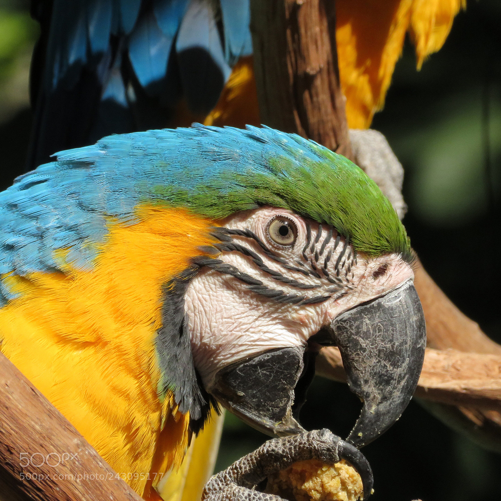Canon PowerShot SX720 HS sample photo. Blue and gold macaw photography