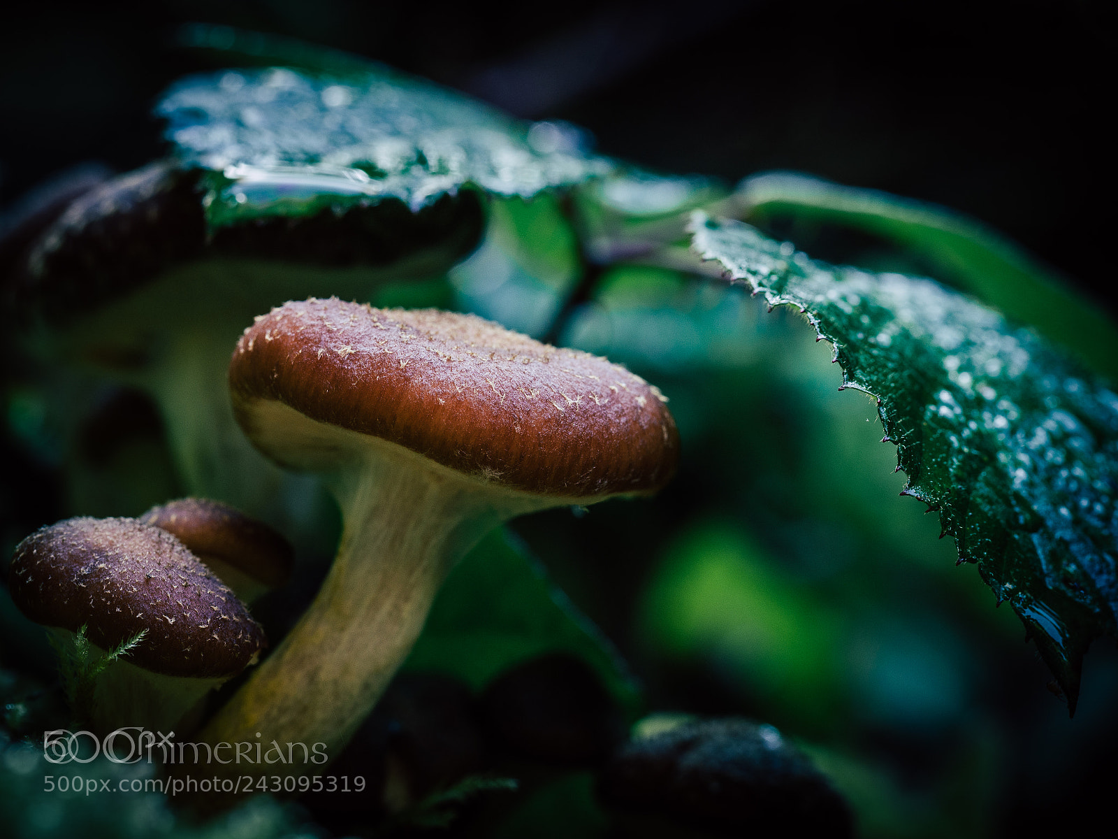 Olympus OM-D E-M1 Mark II sample photo. Untitled photography