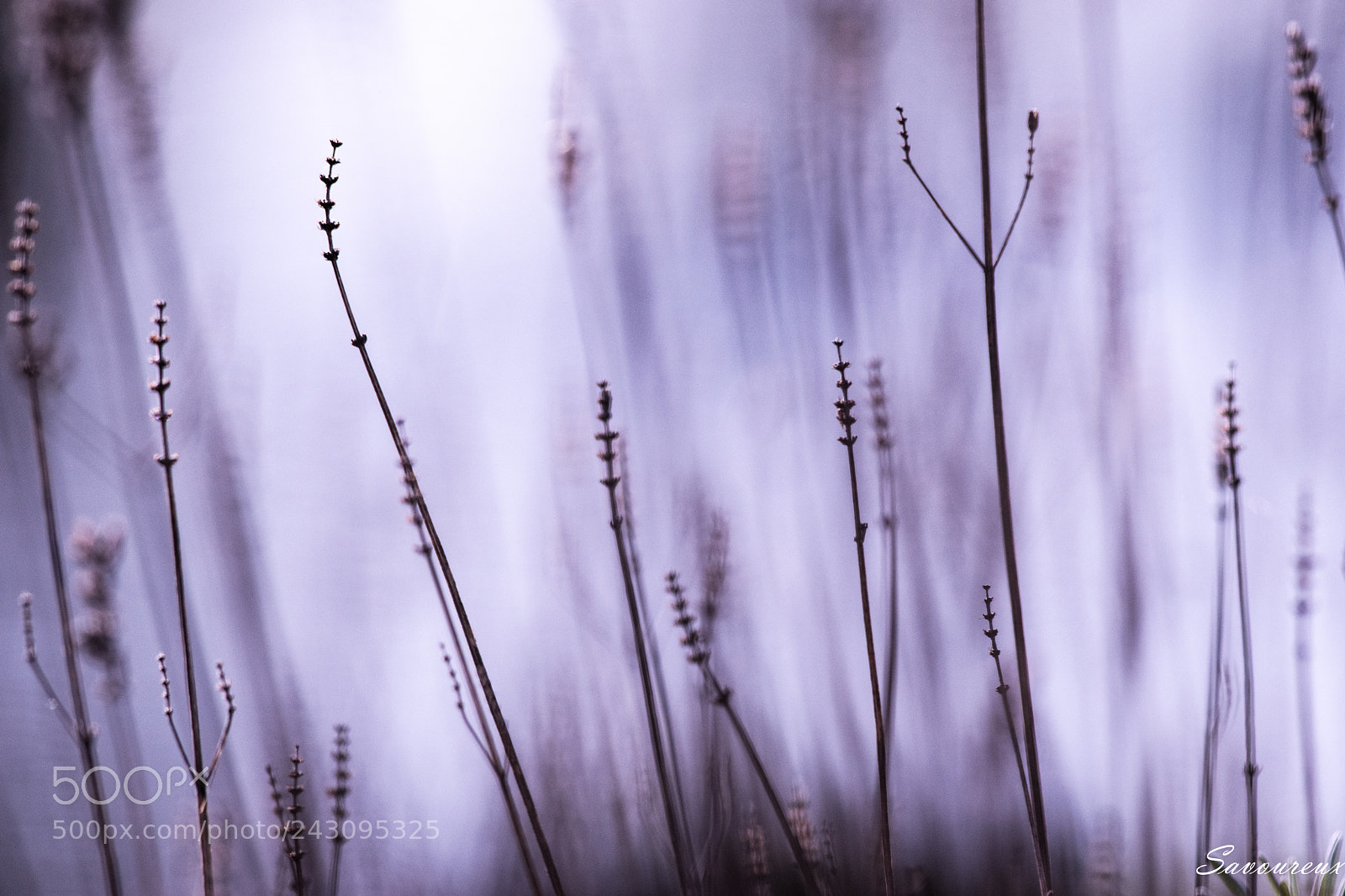 Nikon D5500 sample photo. Lavande d'hiver photography