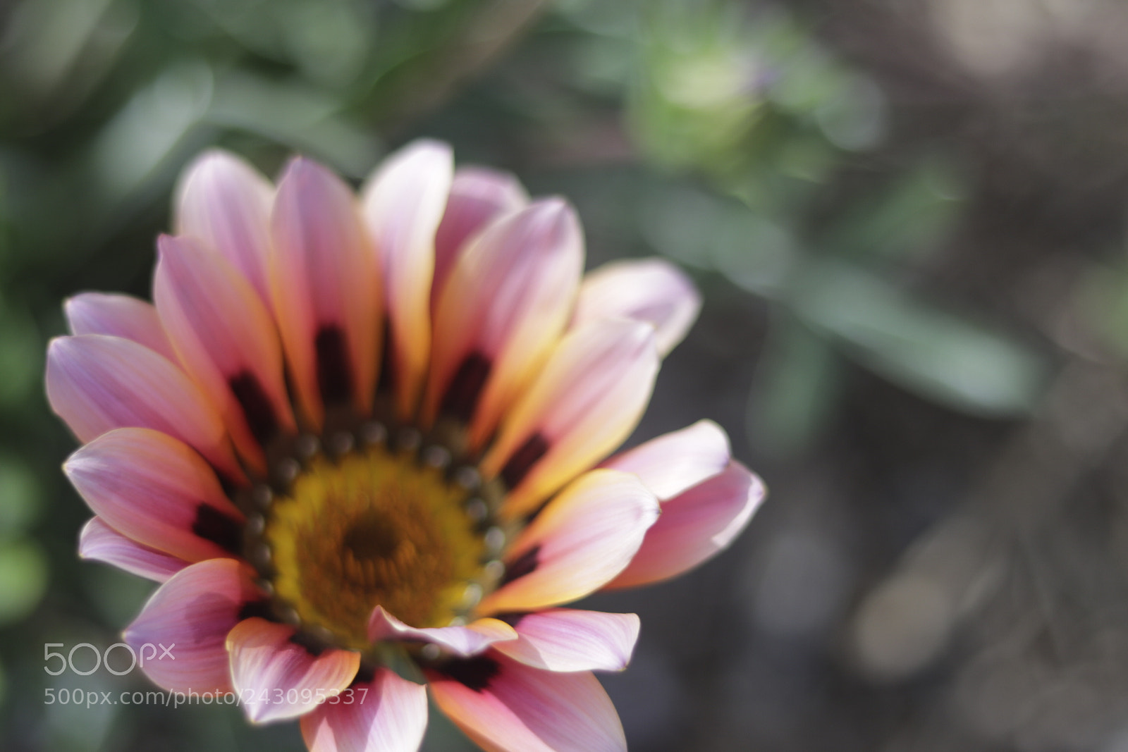 Canon EOS 80D + Canon EF 50mm F1.8 STM sample photo. Flower photography