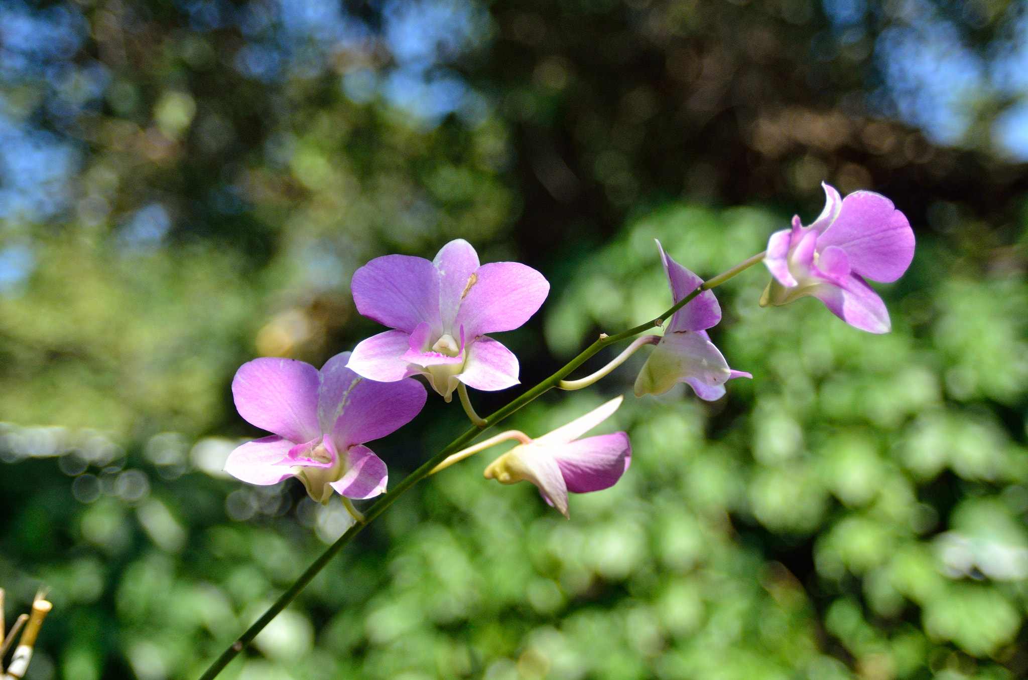 AF Zoom-Nikkor 28-105mm f/3.5-4.5D IF sample photo. Orchid in yanoda park. photography