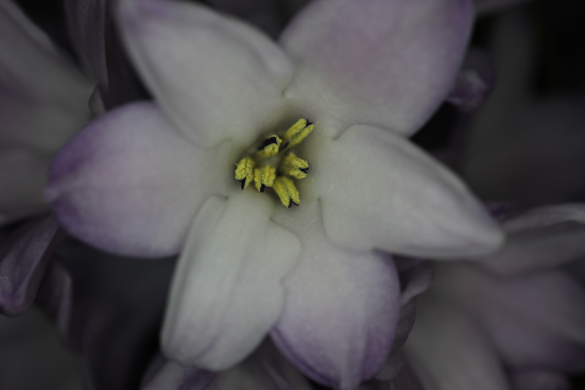 Canon EF-S 35mm F2.8 Macro IS STM sample photo. Flowerful photography