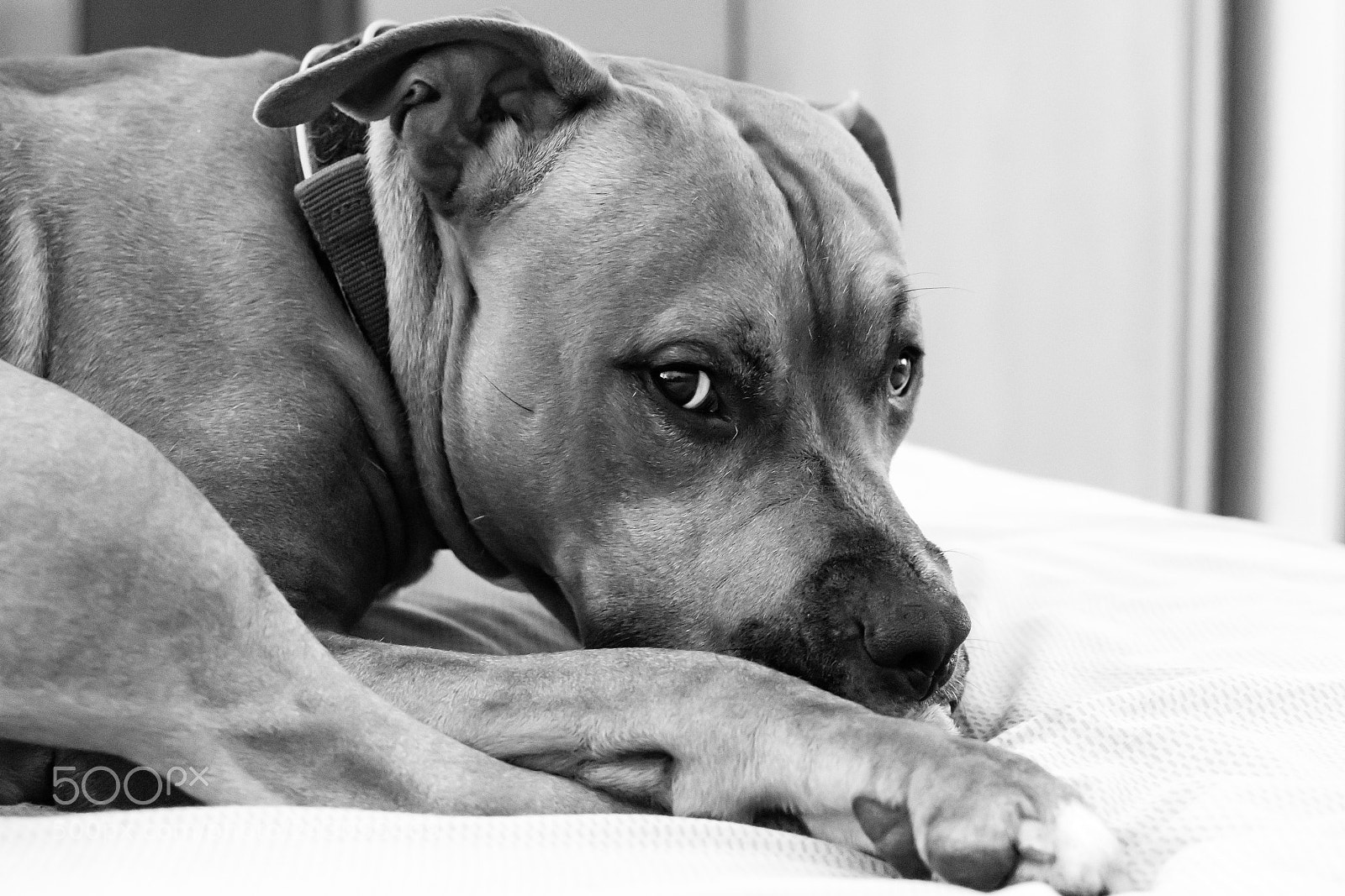 Nikon D7200 sample photo. Spike photography