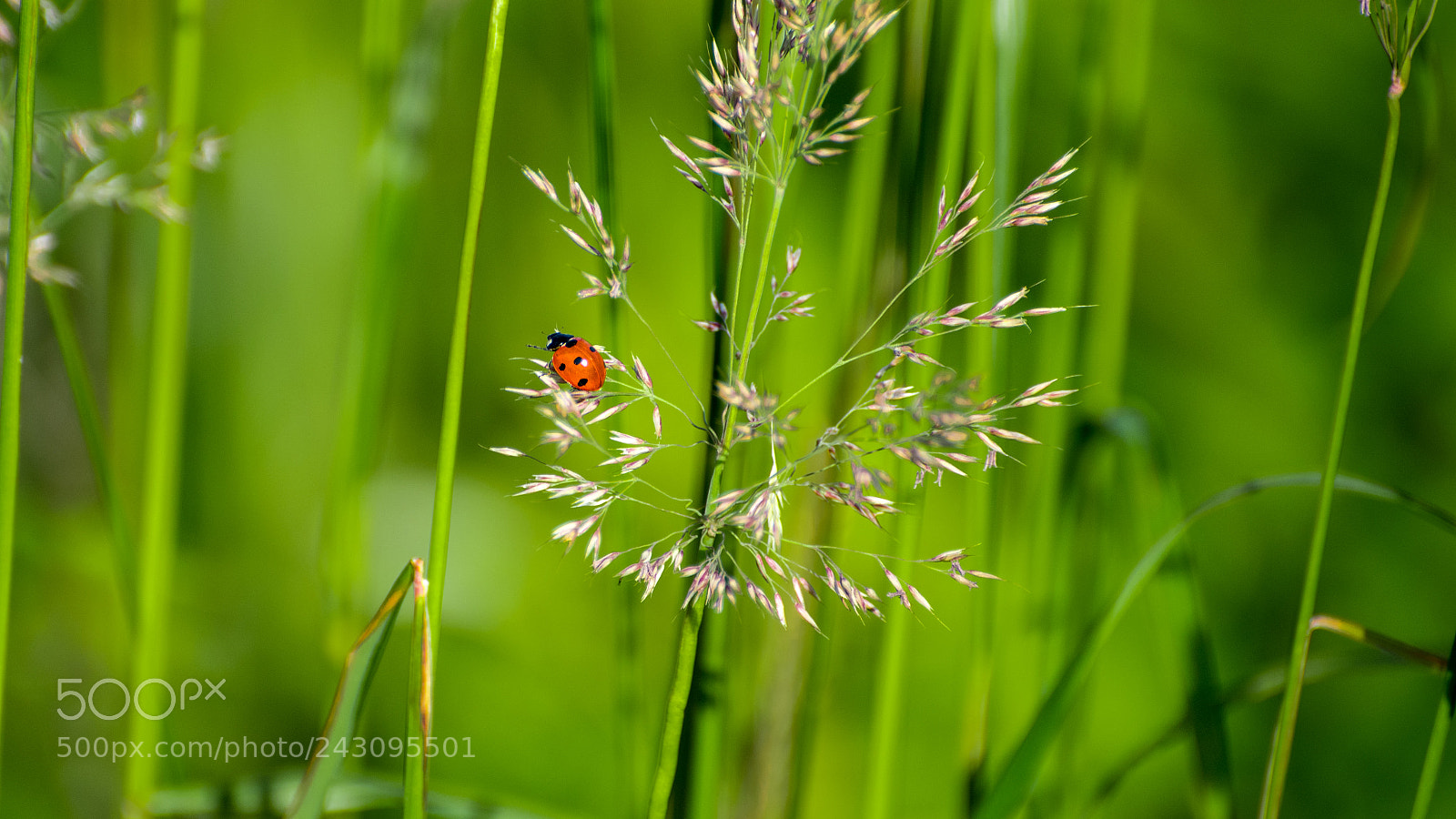 Nikon D810 sample photo. Ladybug. photography