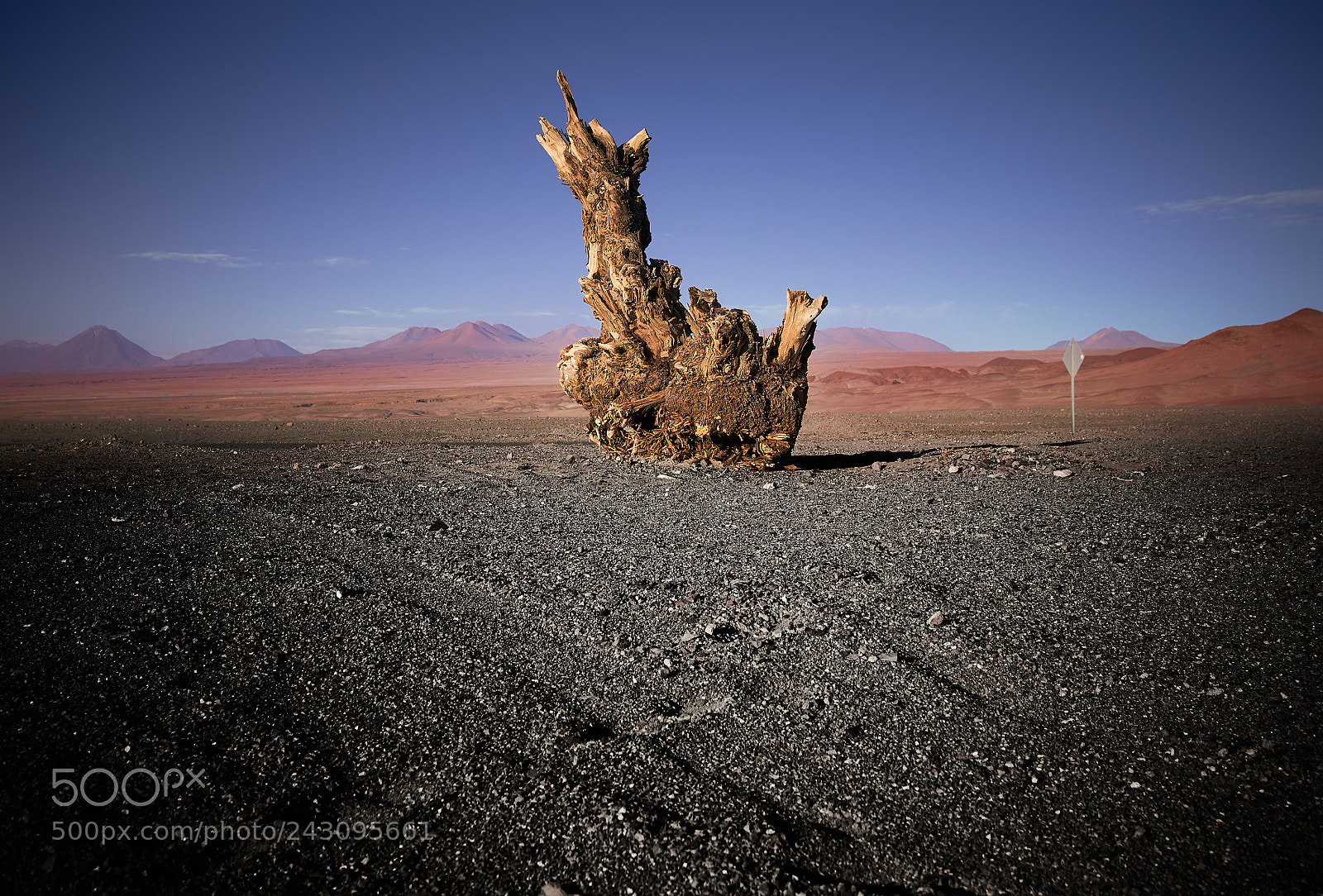 Sony a6500 sample photo. The lonely tree photography