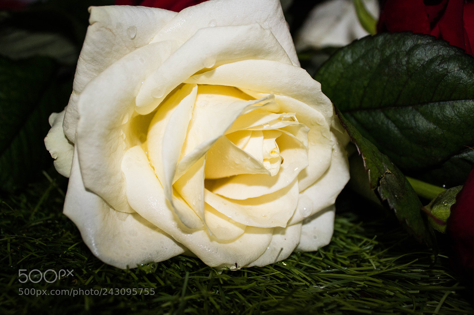 Canon EOS 1300D (EOS Rebel T6 / EOS Kiss X80) sample photo. White rose photography