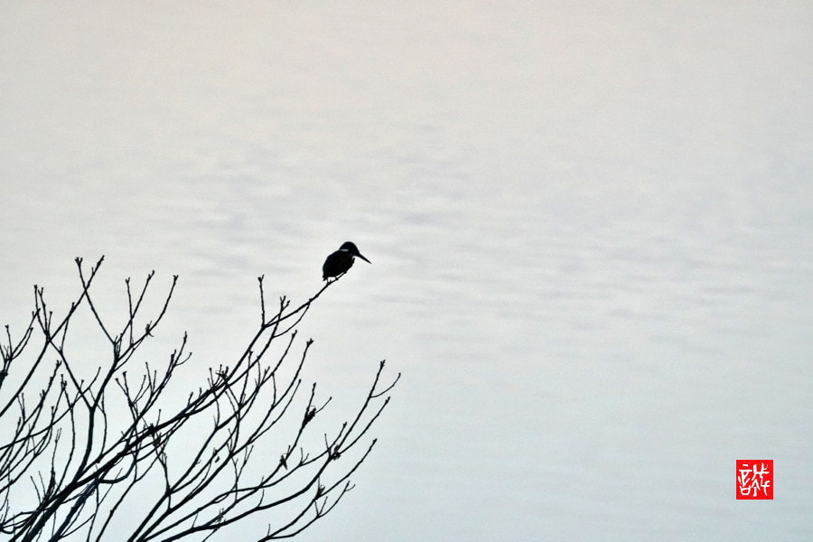 Sony FE 70-300mm F4.5-5.6 G OSS sample photo. Kingfisher 0119 photography