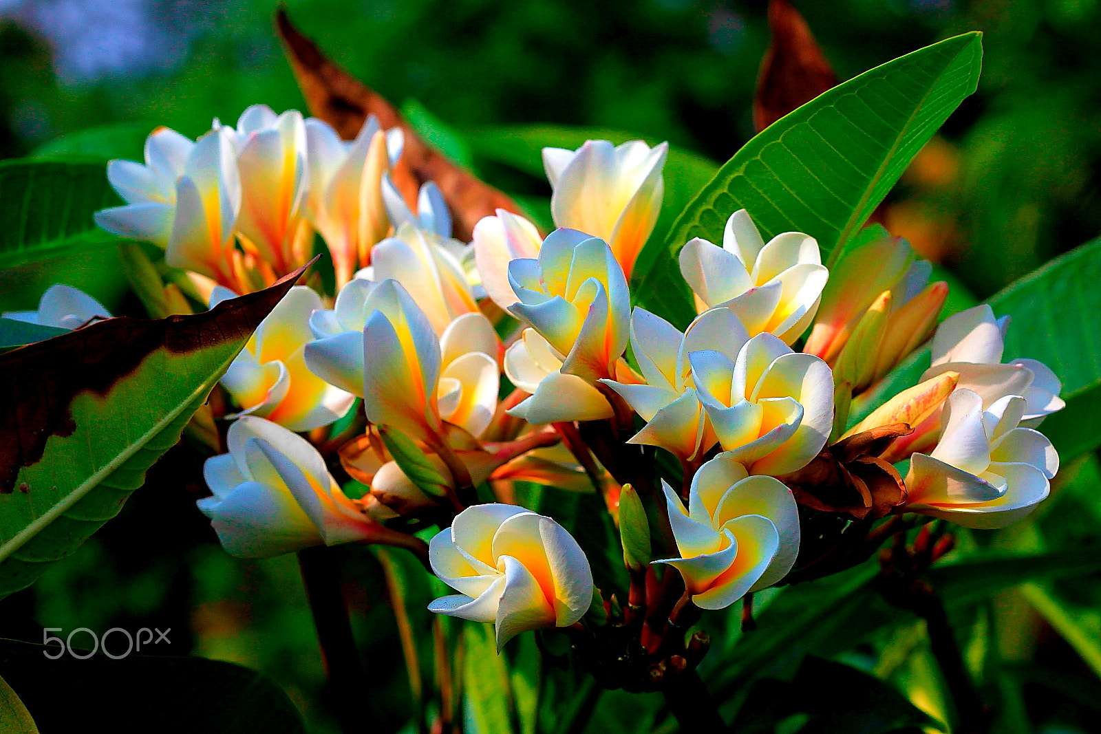 Canon EF 100mm F2.8 Macro USM sample photo. Kona plumeria by lee gunderson photography