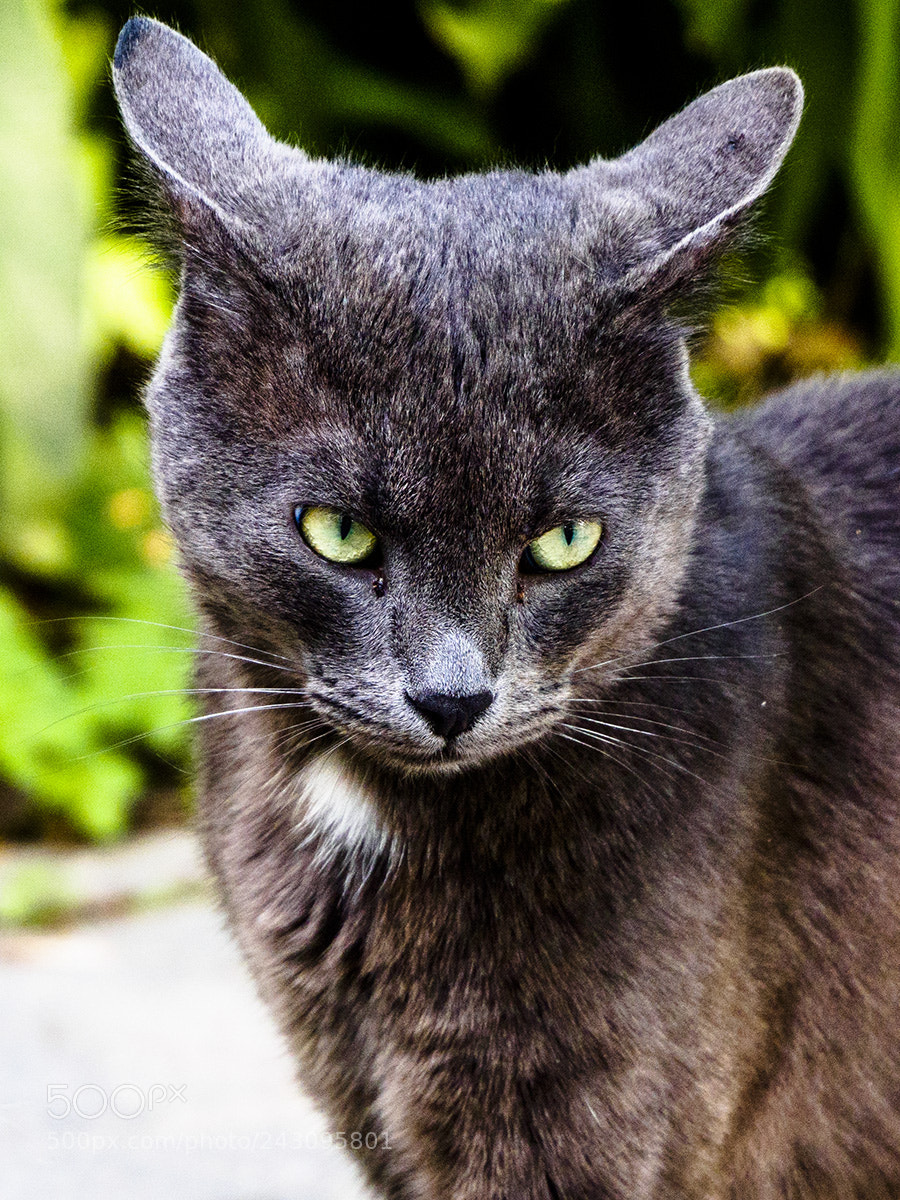Olympus OM-D E-M10 sample photo. Listen carefully i. didn't photography