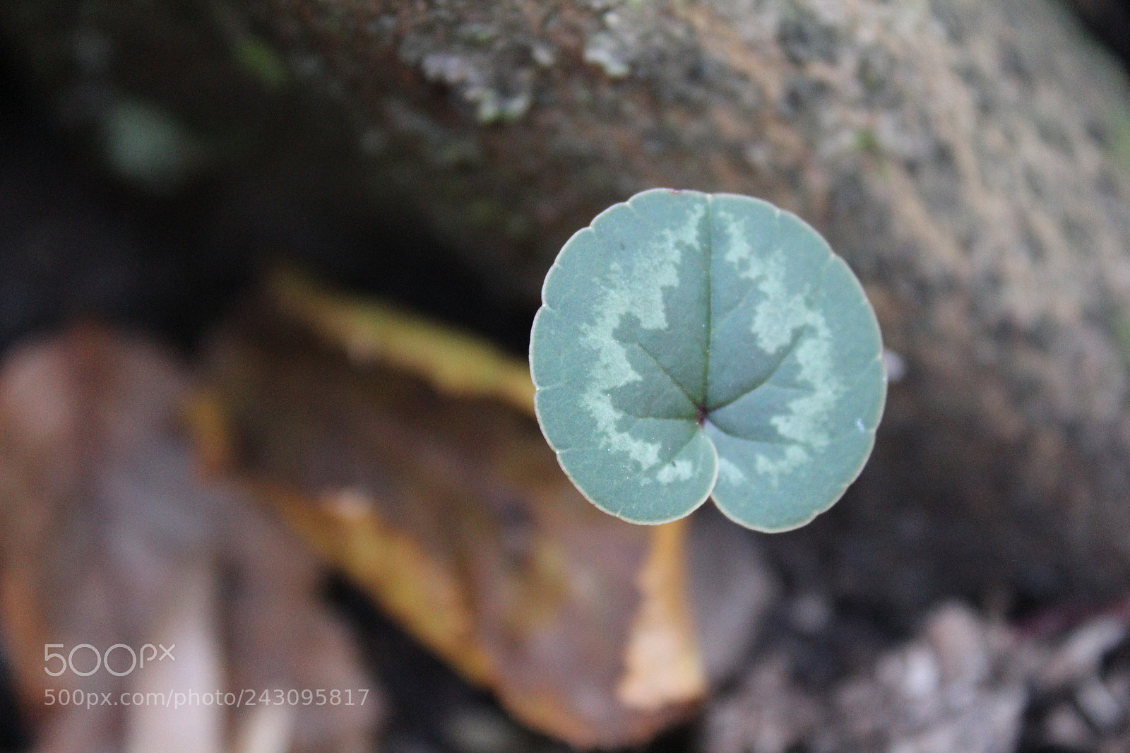 Canon EF-S 18-55mm F3.5-5.6 III sample photo. Img photography