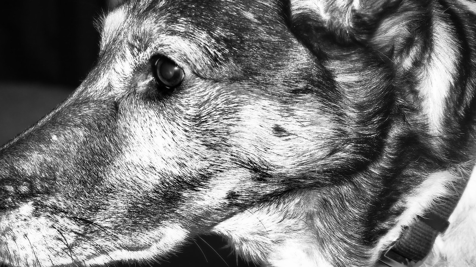 Olympus OM-D E-M10 III sample photo. Kirk in profile photography