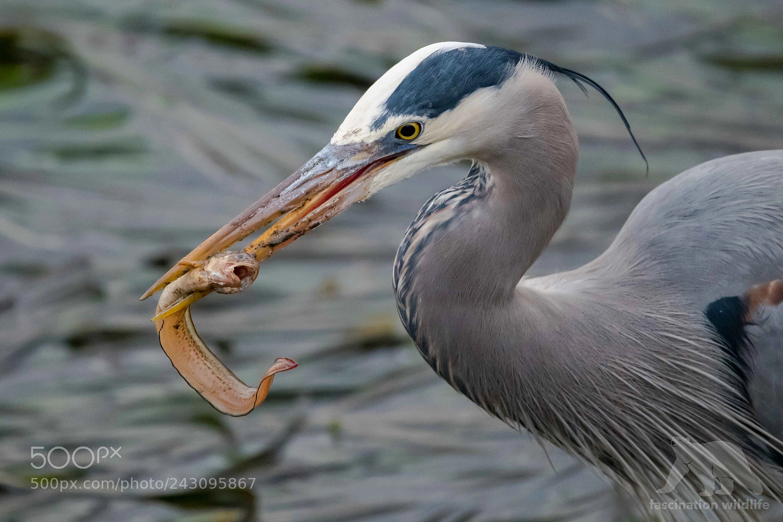 Nikon D850 sample photo. Great blue heron with photography