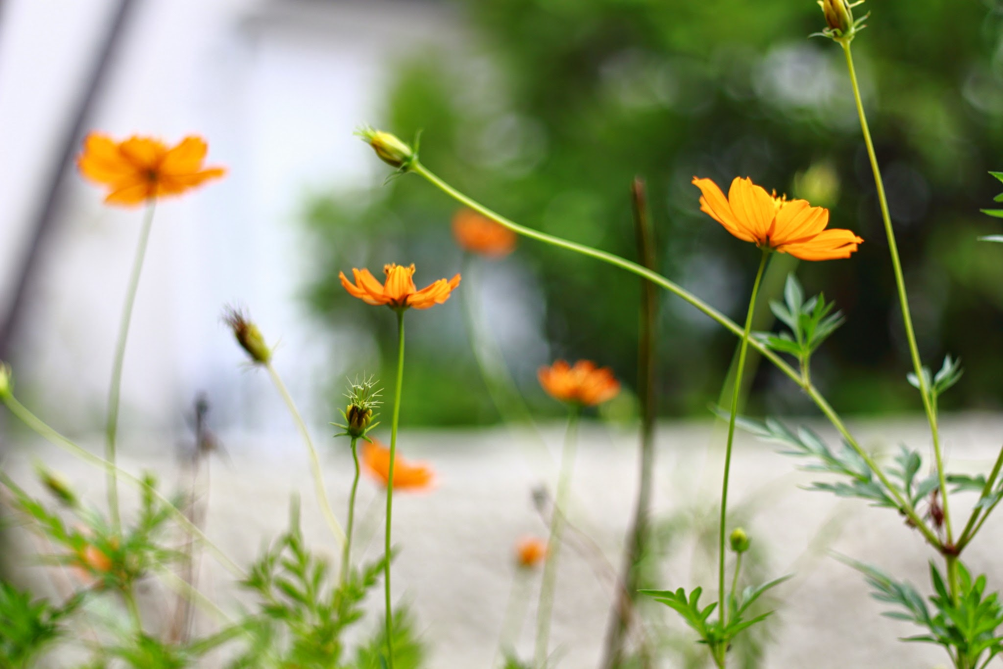 Canon EOS 650D (EOS Rebel T4i / EOS Kiss X6i) sample photo. Garden photography