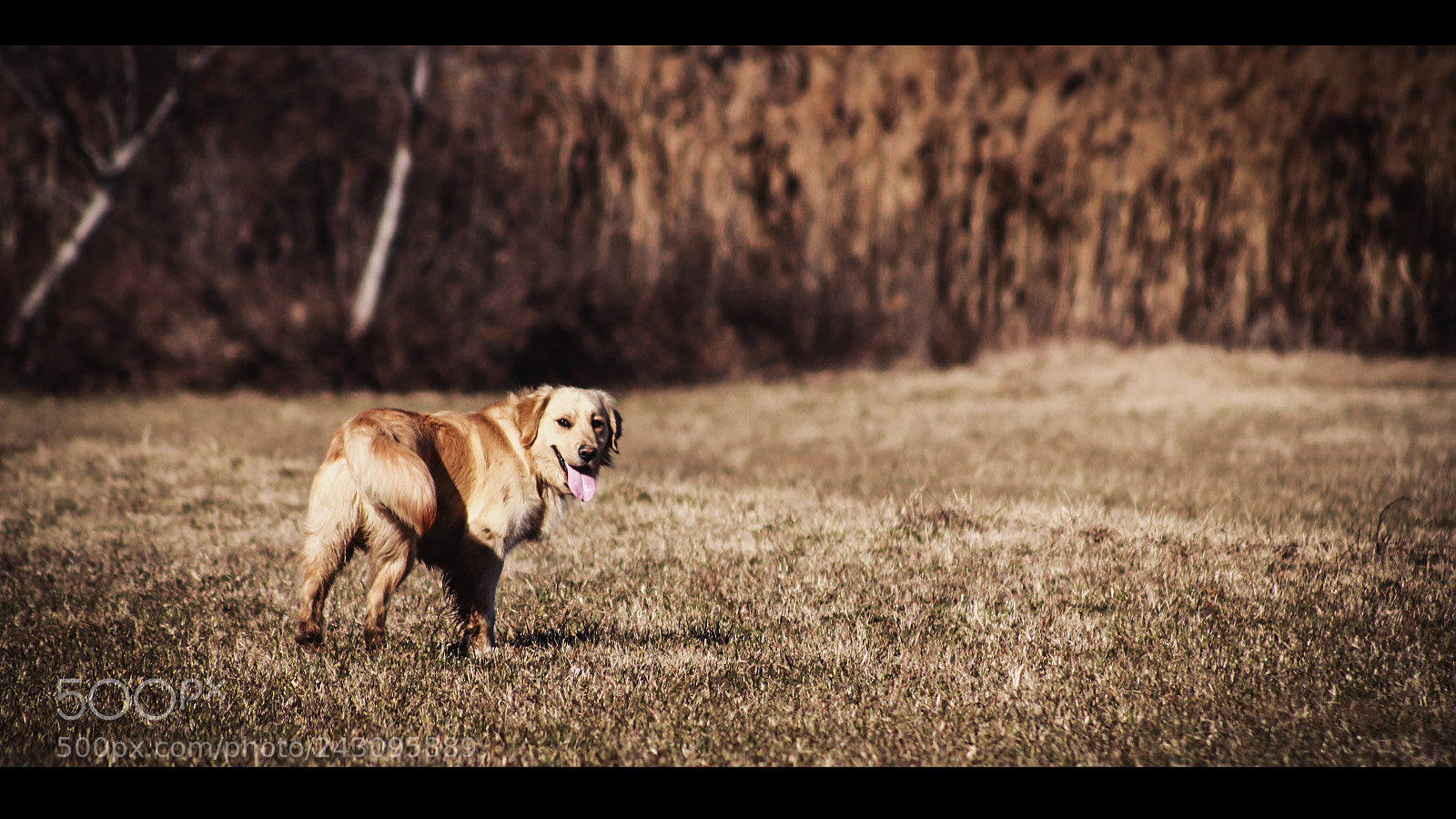 Canon EOS 60D sample photo. Marley (golden retriver) photography