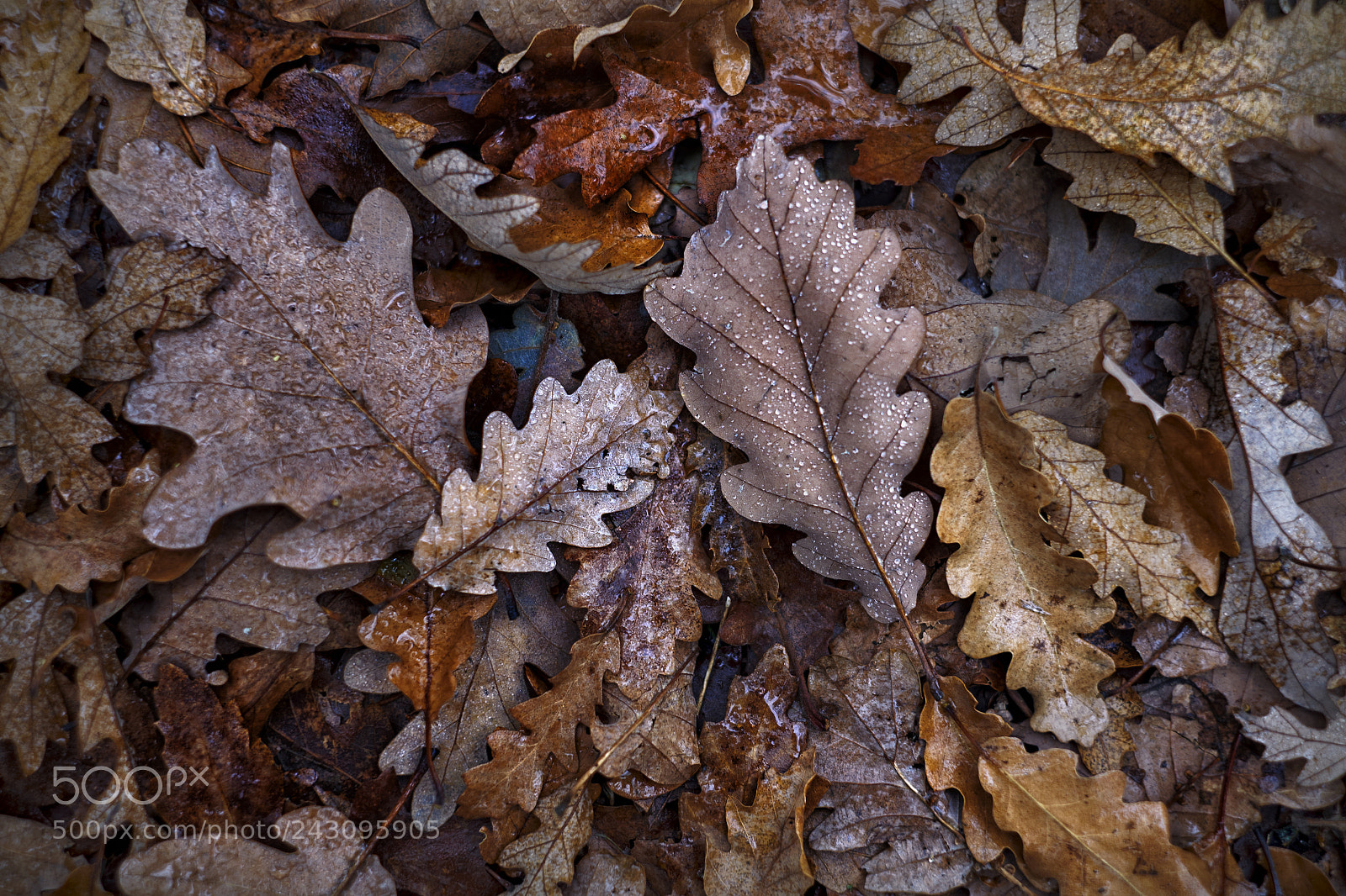 Fujifilm X-T1 sample photo. Winter rain symphony photography