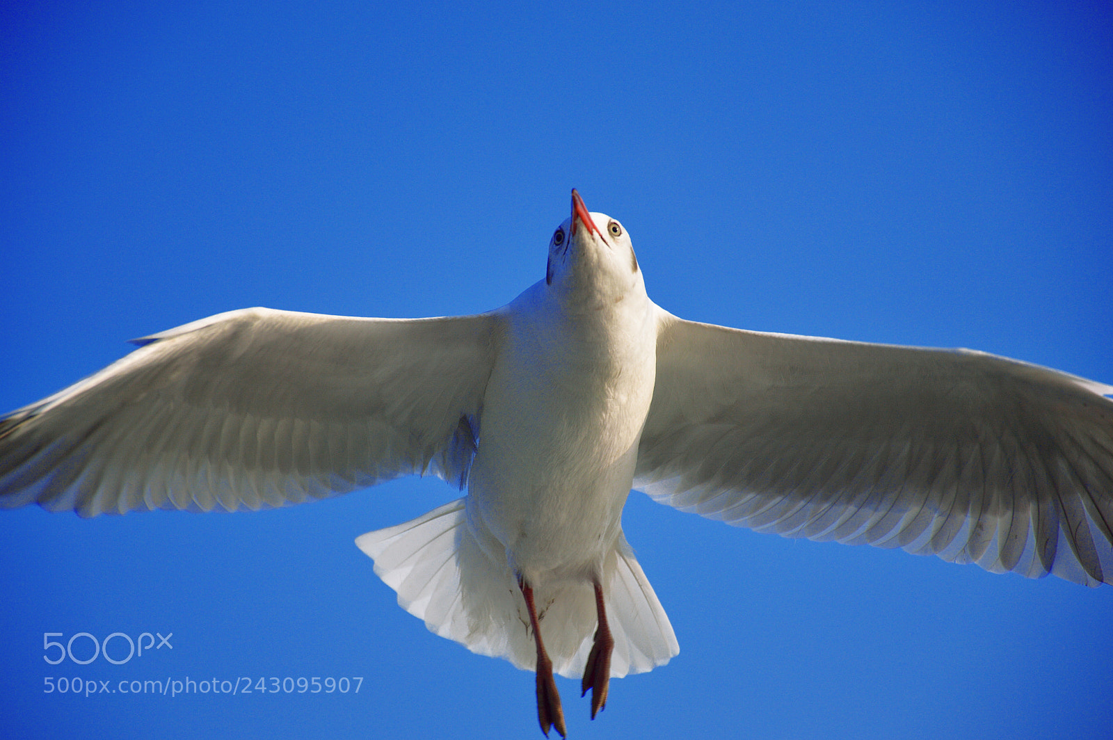 Nikon D3200 sample photo. Vision photography