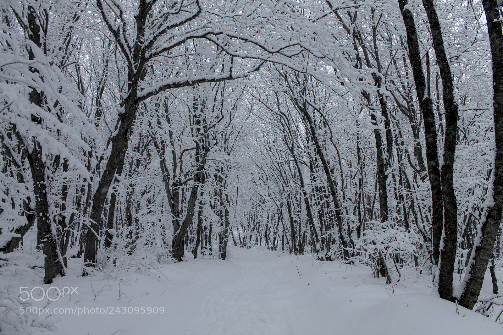 Canon EOS 1100D (EOS Rebel T3 / EOS Kiss X50) sample photo. Winter in the forest photography