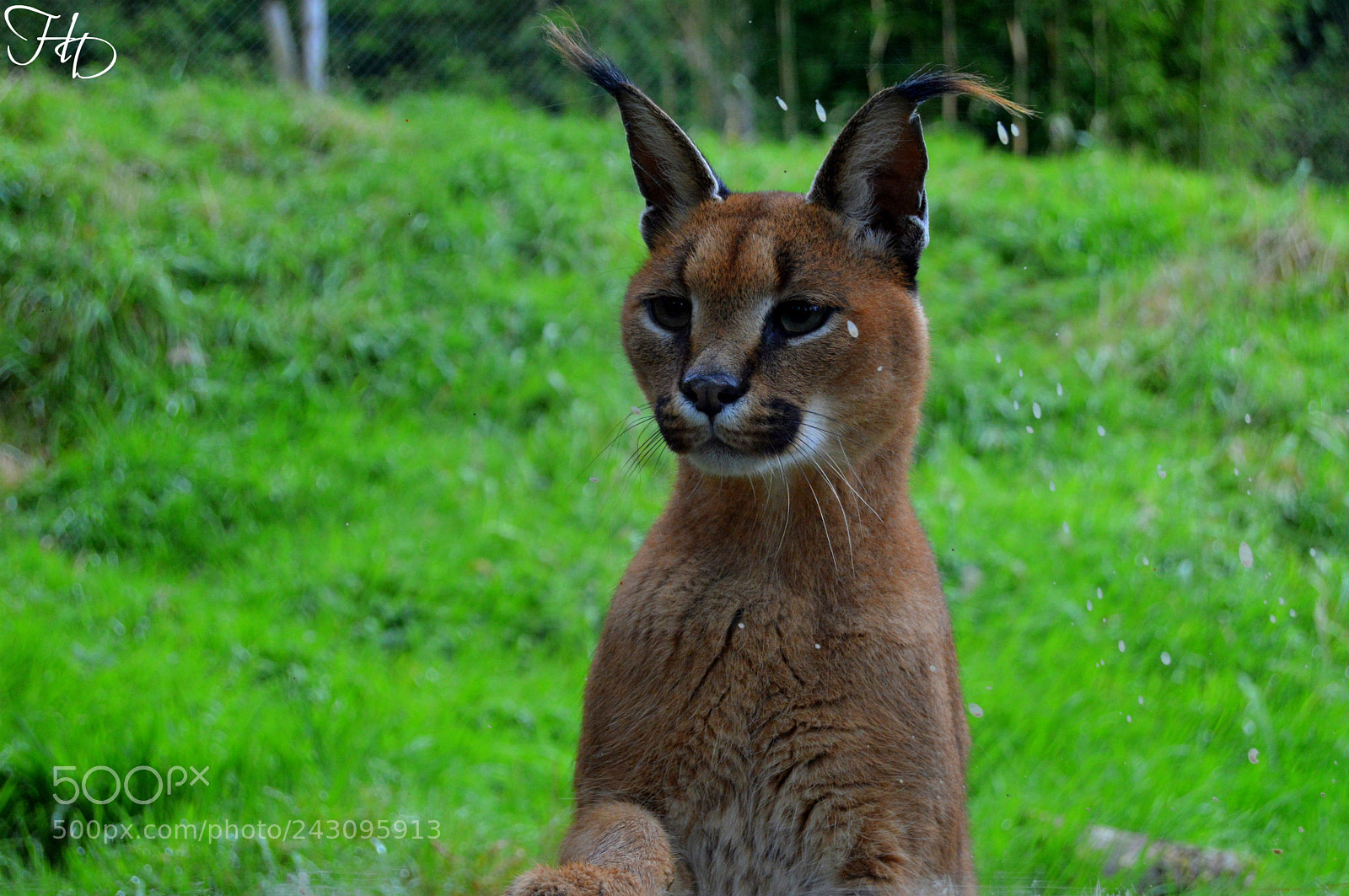 Nikon D3200 sample photo. Peek-a-boo photography