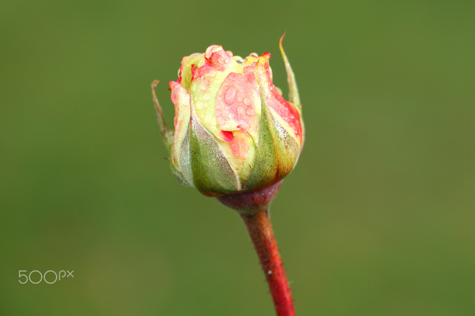 Canon EOS 700D (EOS Rebel T5i / EOS Kiss X7i) sample photo. Rose bud photography
