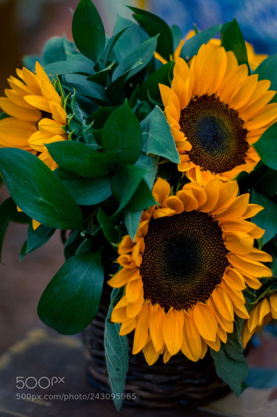 Canon EOS 650D (EOS Rebel T4i / EOS Kiss X6i) sample photo. Sunflower photography