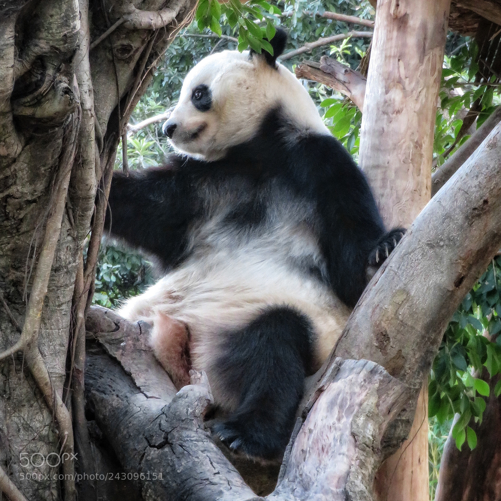 Canon PowerShot SX720 HS sample photo. Panda in a tree photography